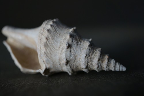 ポーランド産巻貝化石 Clavatula 1853