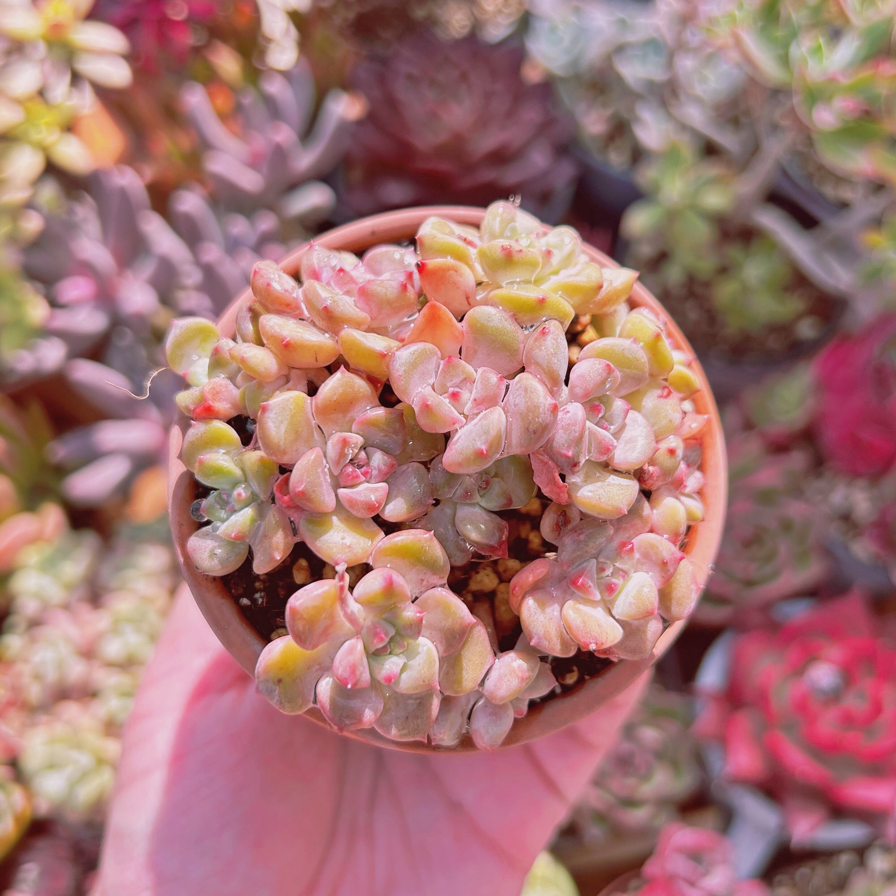 現物　多肉植物　ベビードール　3群生セット