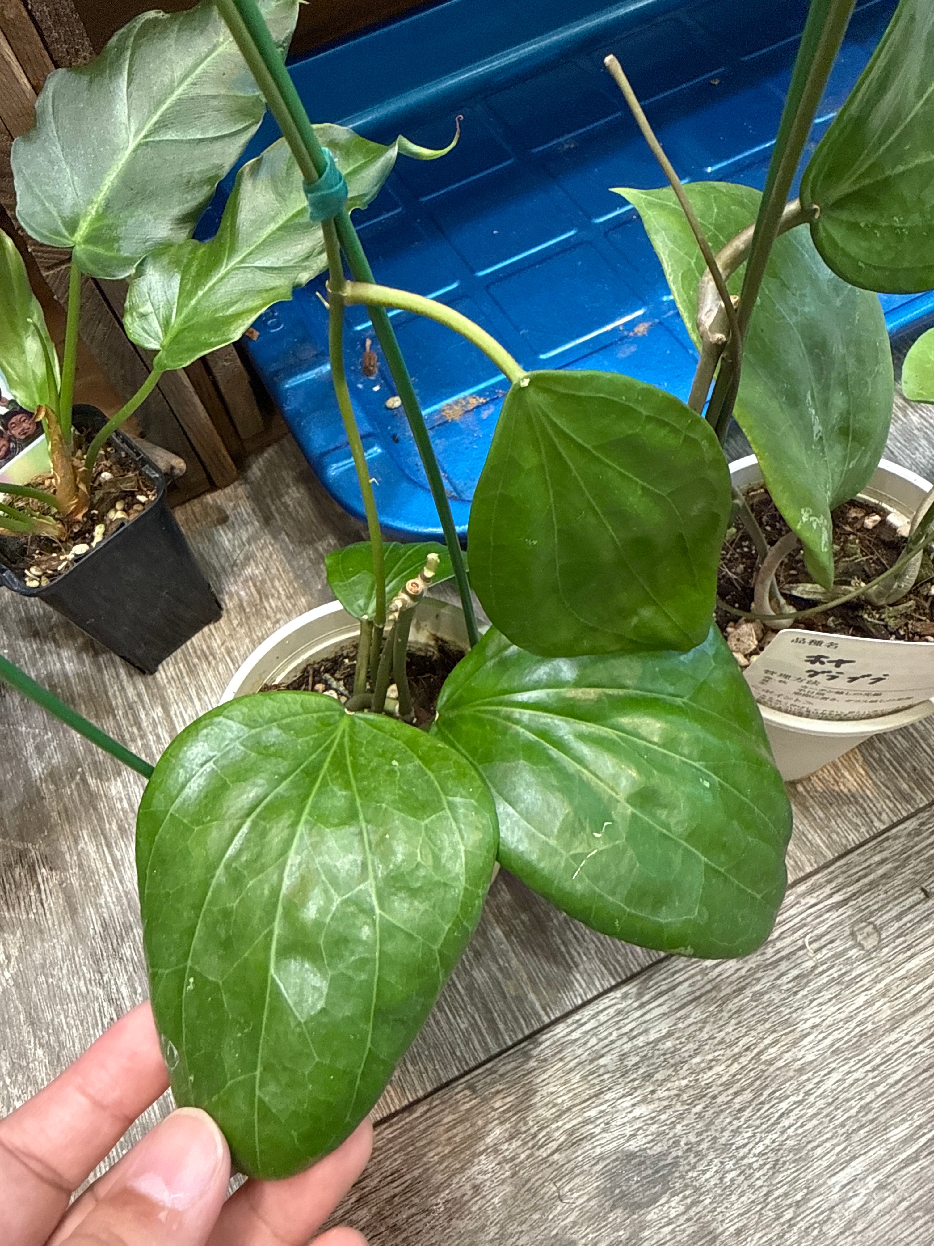 ホヤ グラブラ | Gardenえん 【観葉熱帯植物】