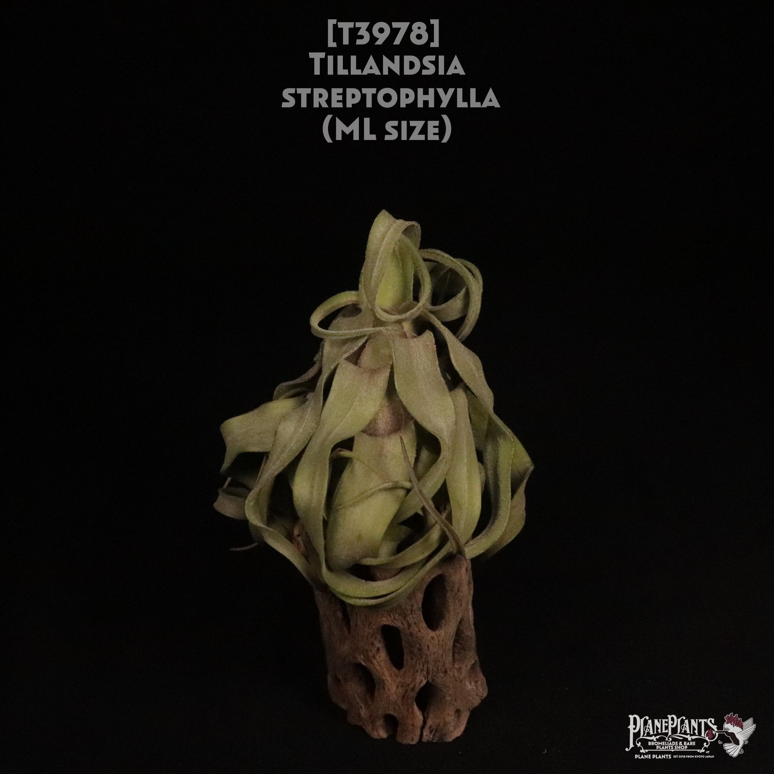 【送料無料】streptophylla ML〔エアプランツ〕現品発送T3978