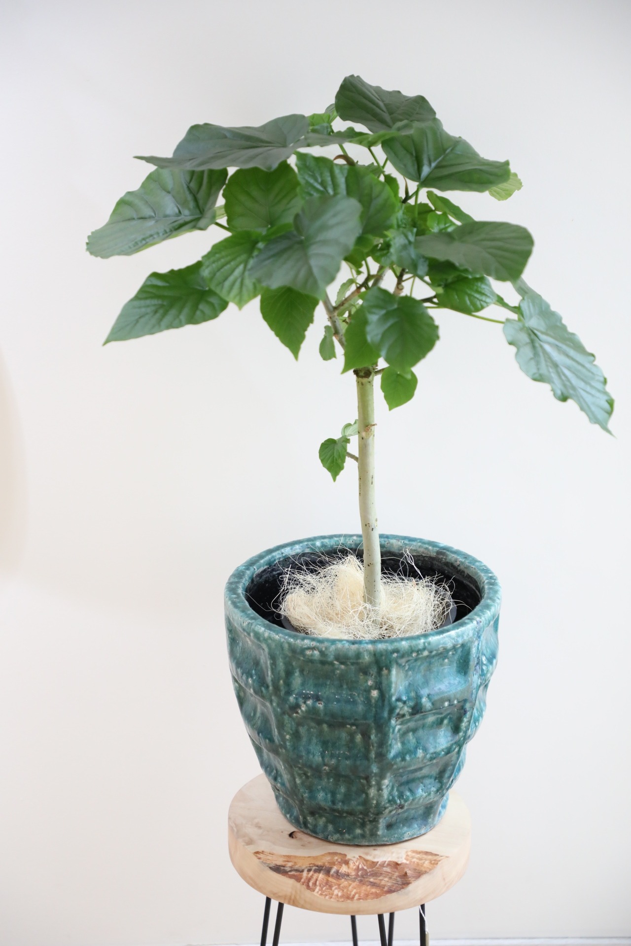 【M】フィカス ウンベラータ /Ficus umbellata  ※陶器鉢カバー付き