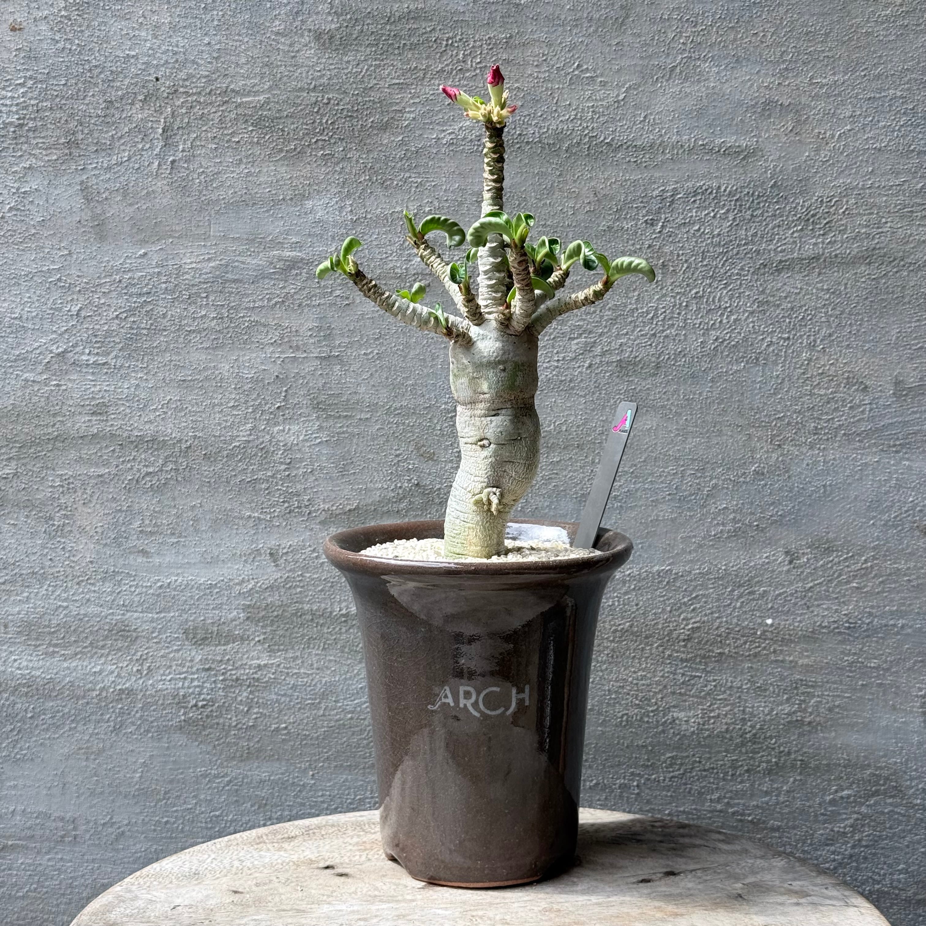 A-PLANTS