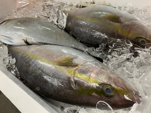 季節のとれたて鮮魚お任せセット5000円