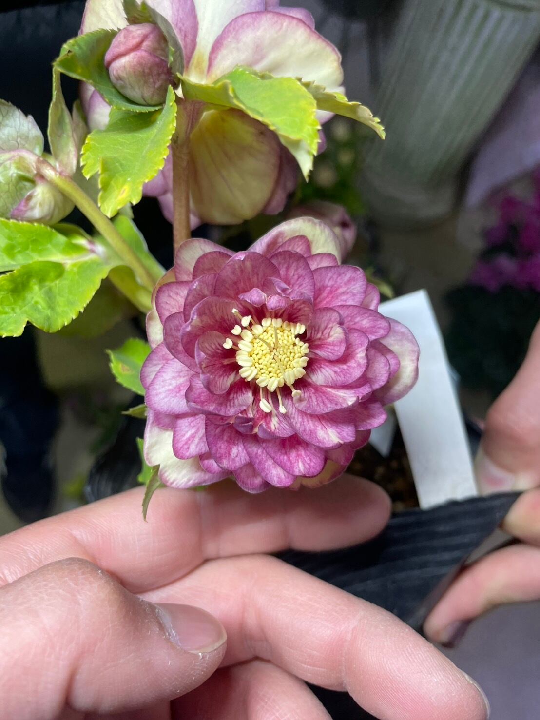 加藤農園 ホワイトゴールド爪紅グラデーション クリスマスローズ 同梱