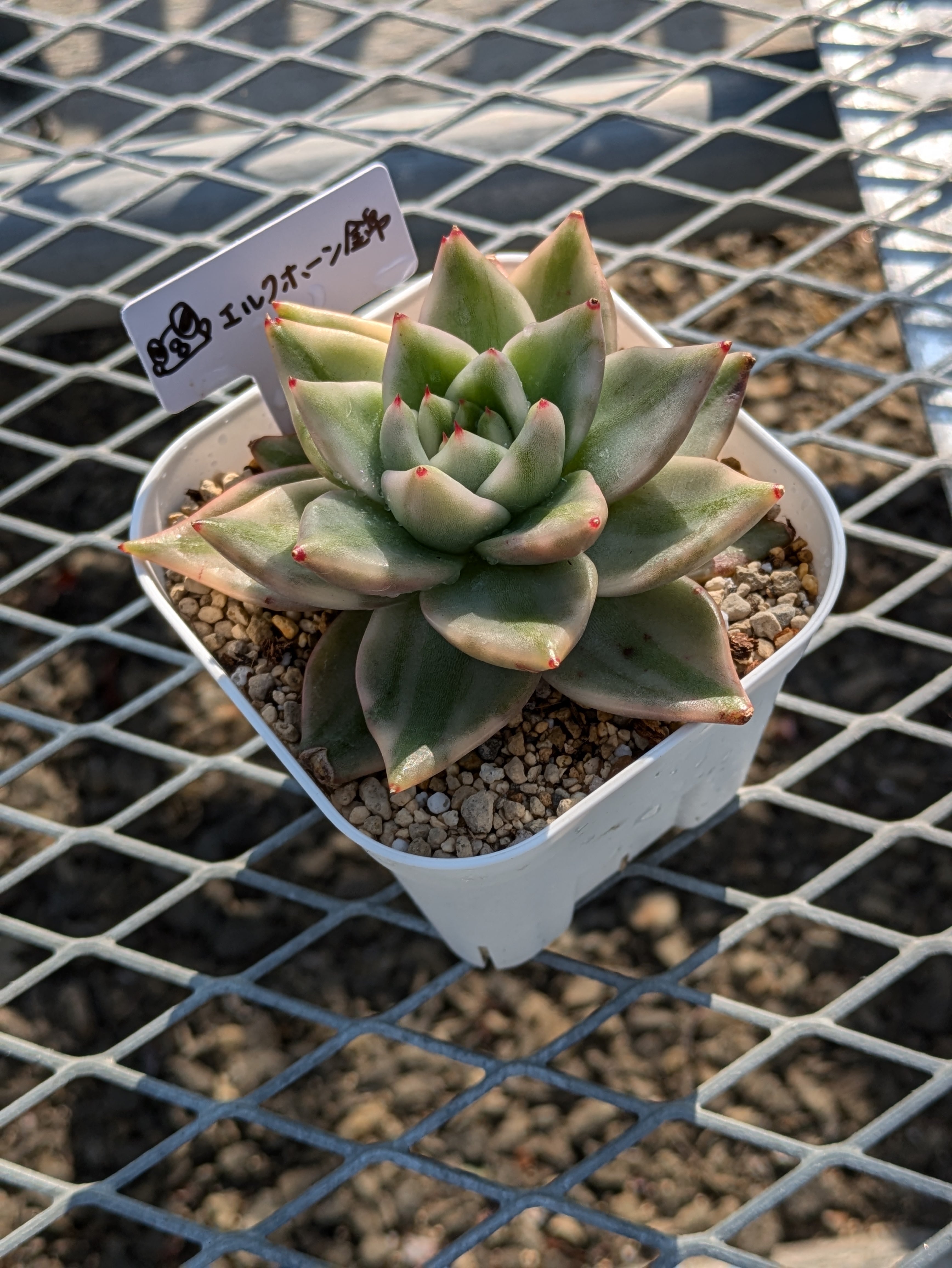 ジェリーオレンジ 多肉植物 | 成瀬多肉