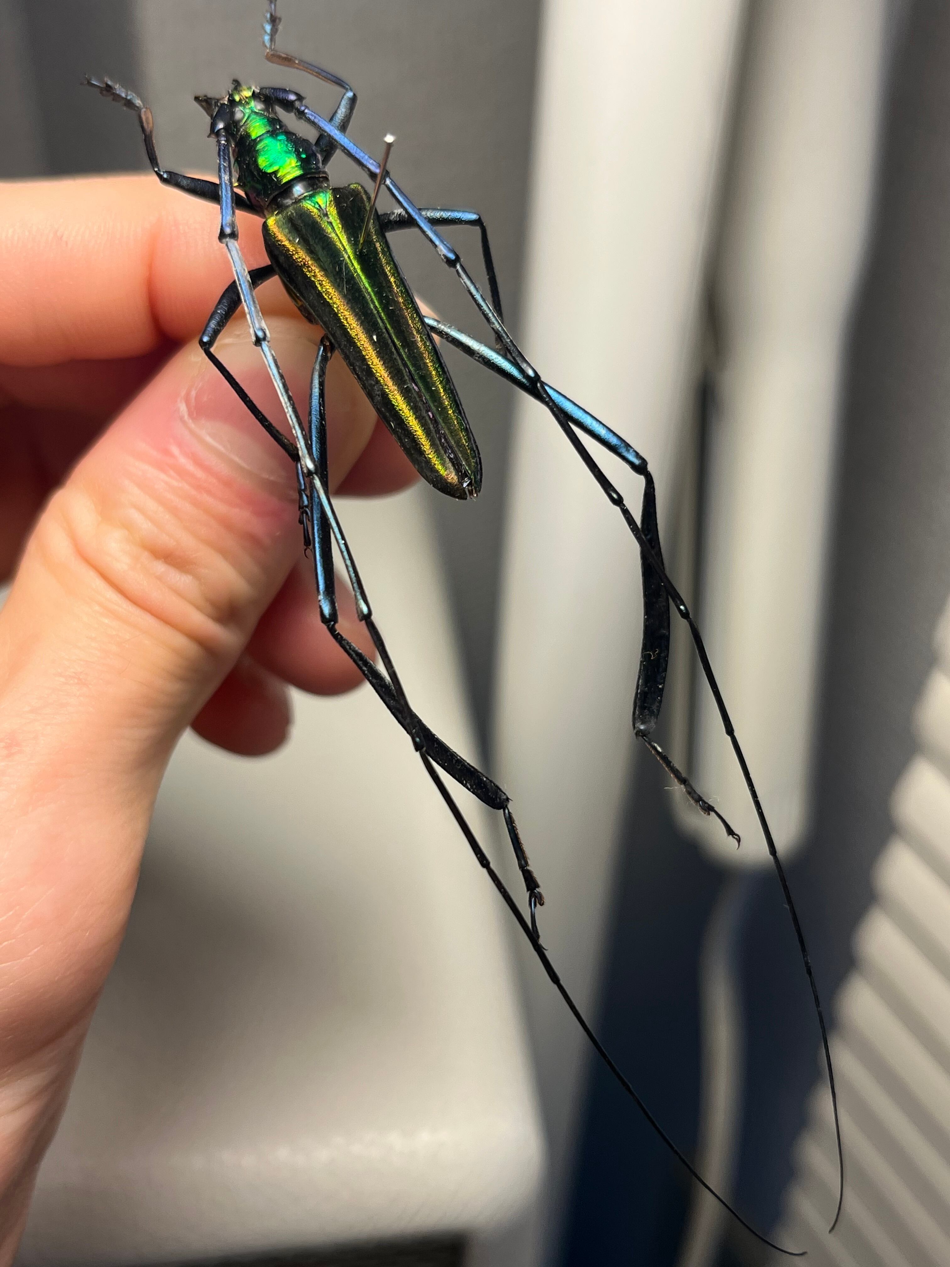 40mm】アオカミキリの仲間 Chloridolum klaesii？カミキリムシ 標本