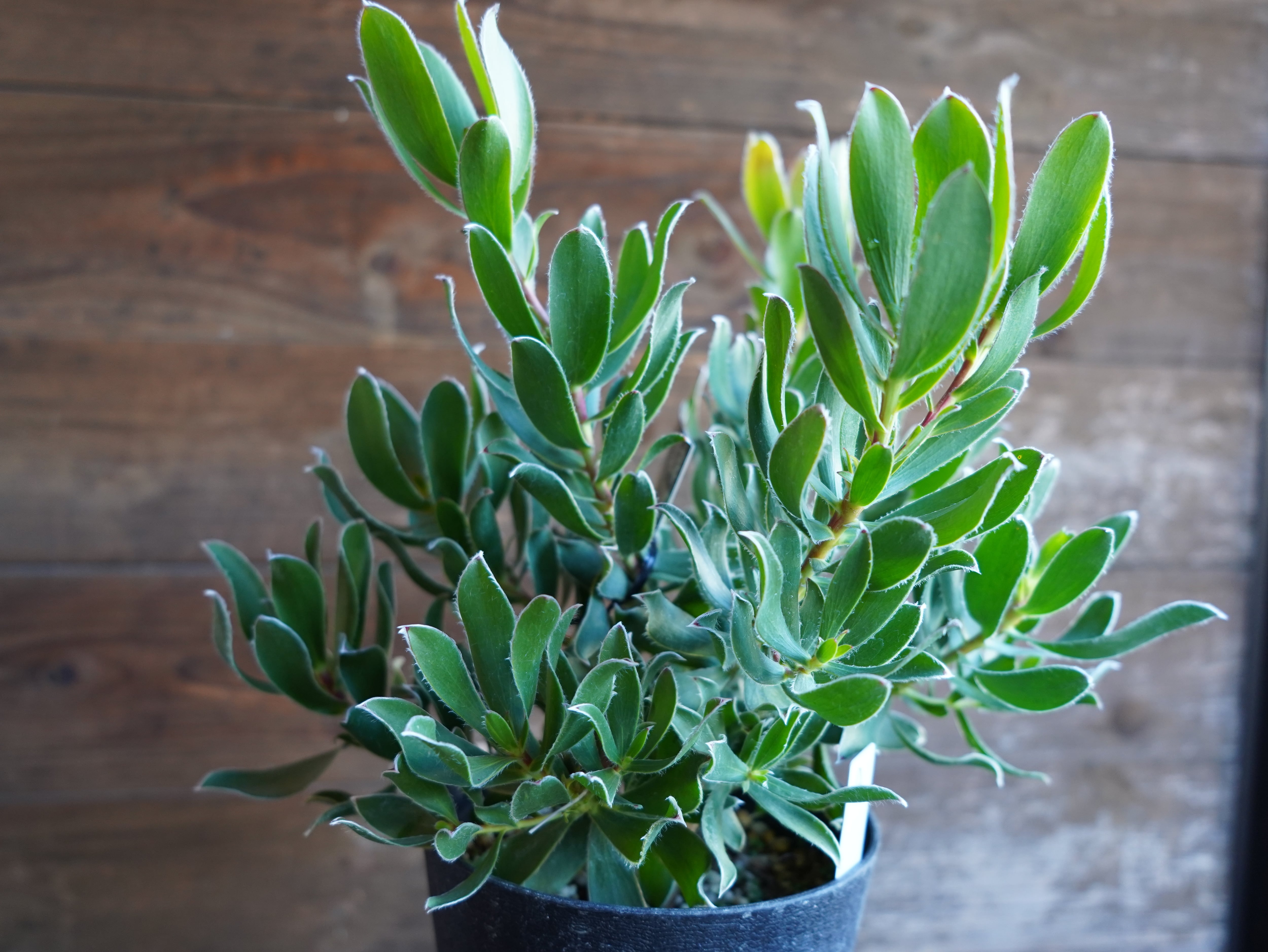 【現物】リューカデンドロン　"Guaqula"　A