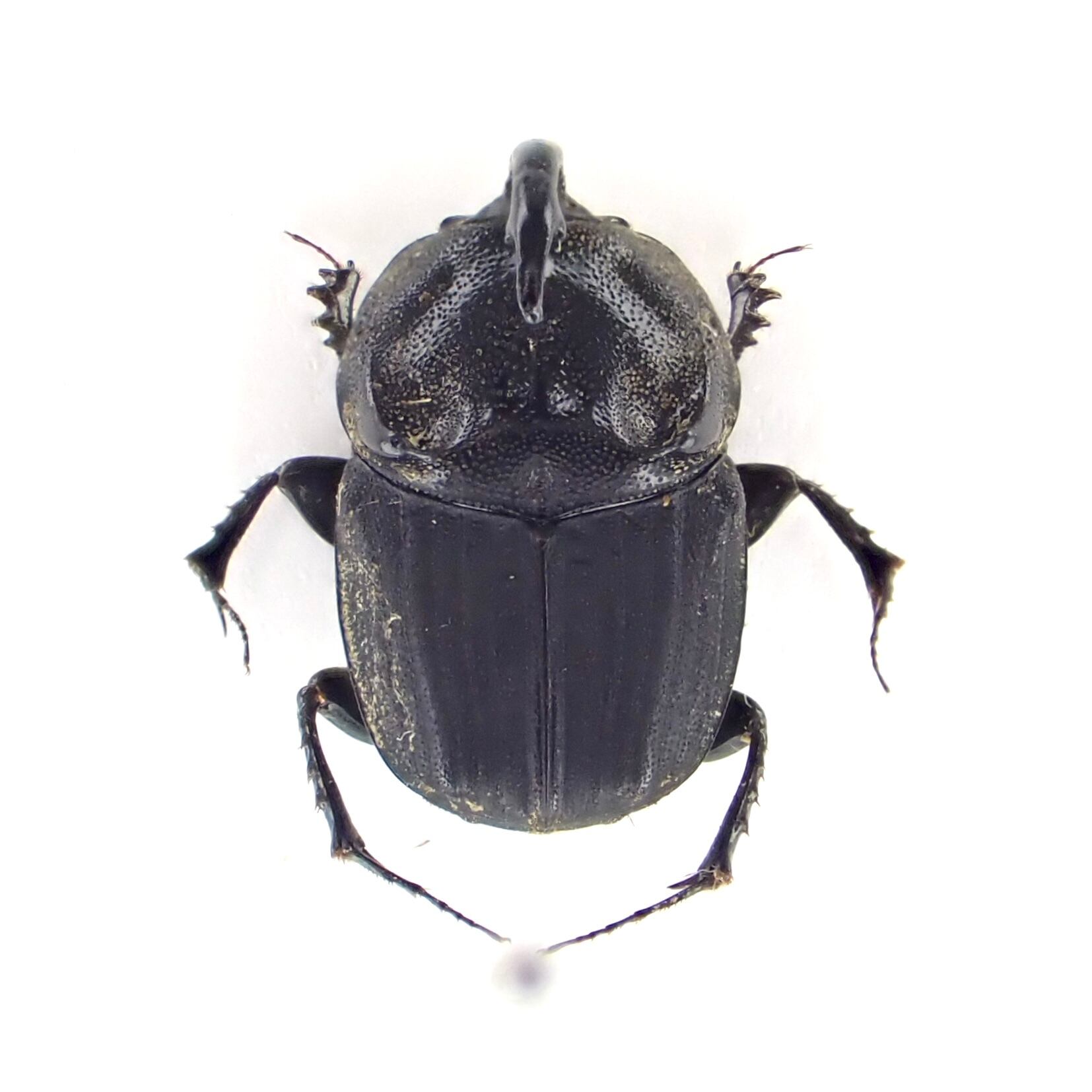 日本産 Liatongus phanaeoides ♂ 10mm L | 昆虫標本 Diggers 日本産 Liatongus phanaeoides ♂ 10mm L | 昆虫標本 Diggers
