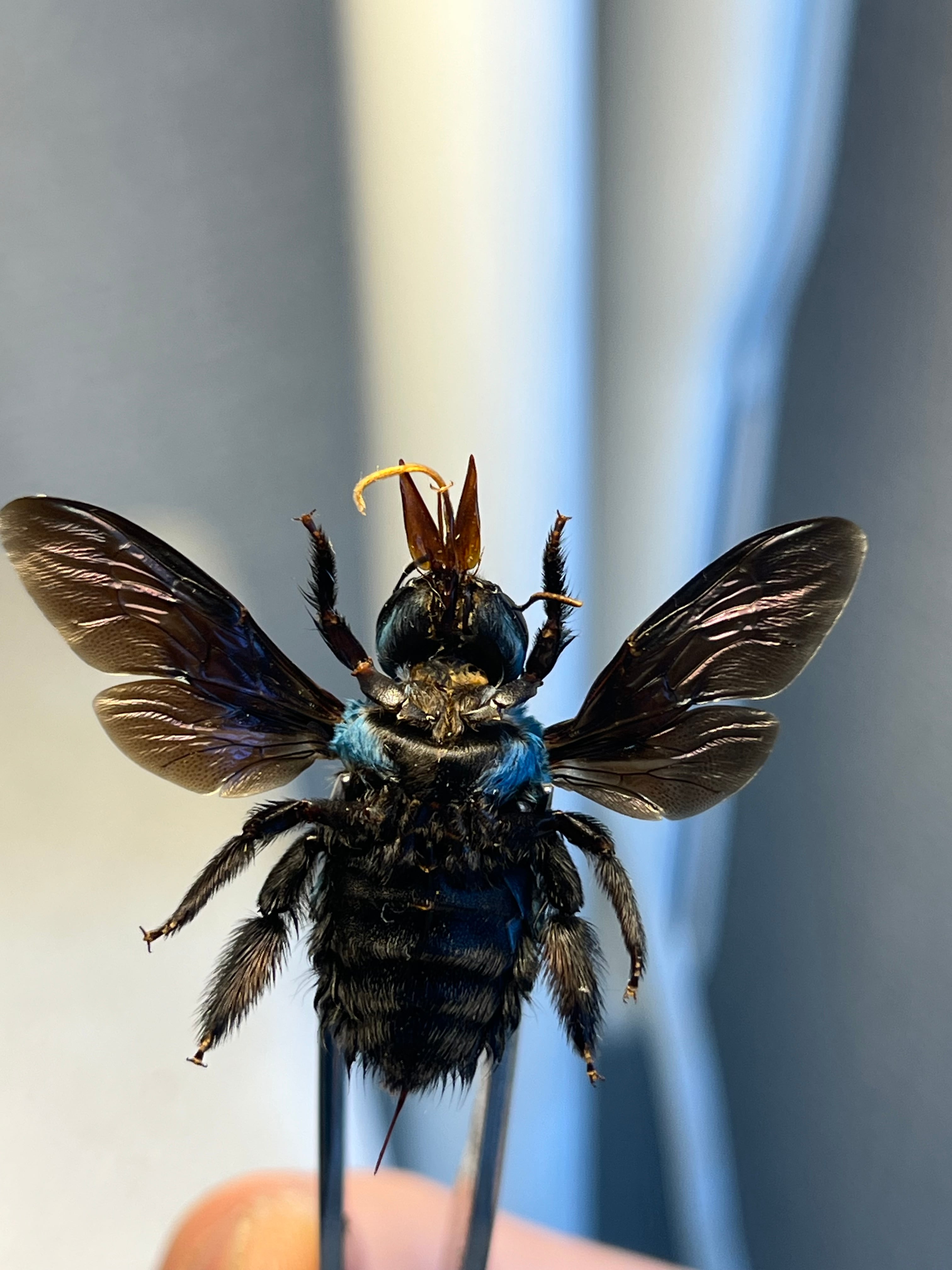26mm♀】青いクマバチ Xylocopa caerulea タランチュラホーク雀蜂ハチ