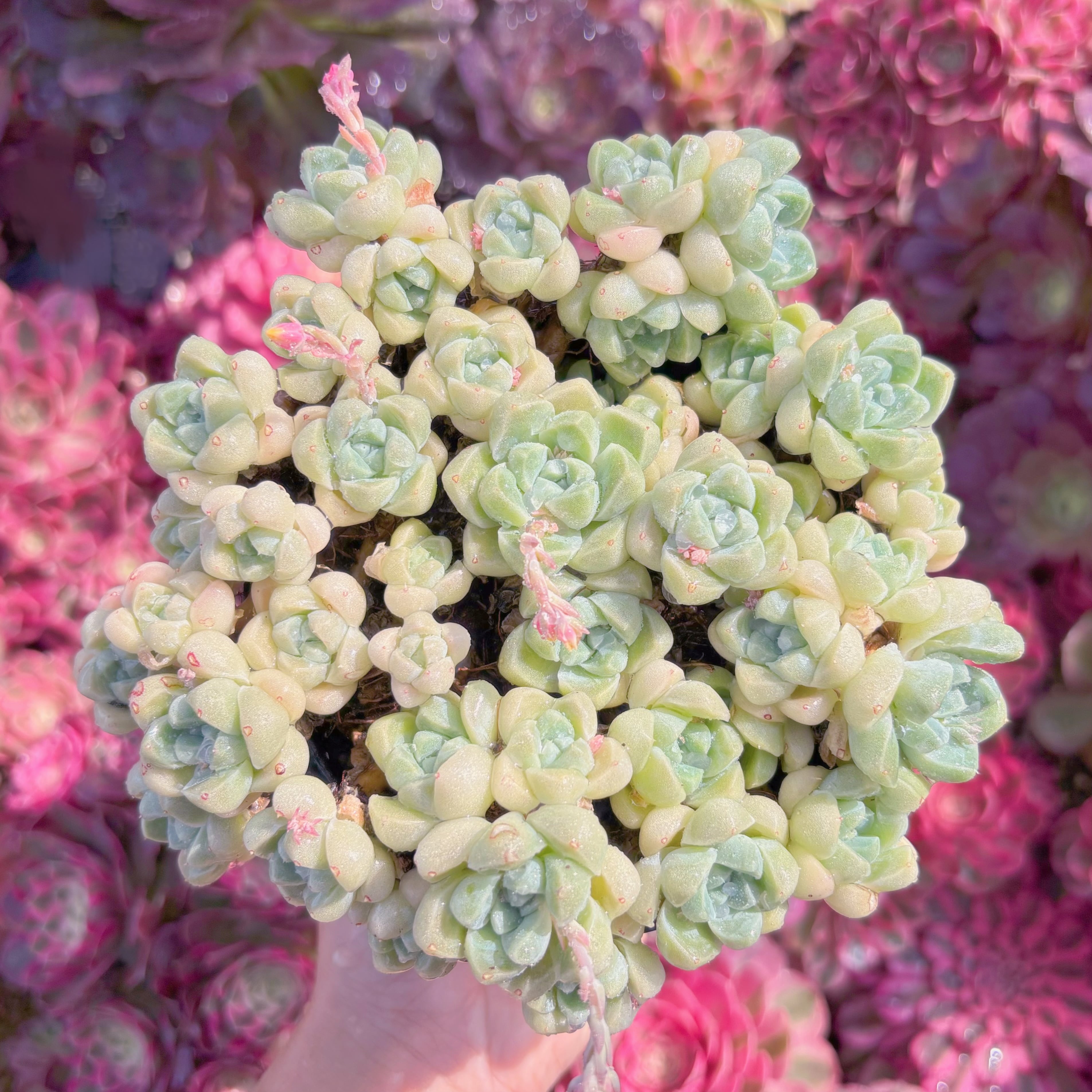 現品　白月影#K493　新入荷　るる農園