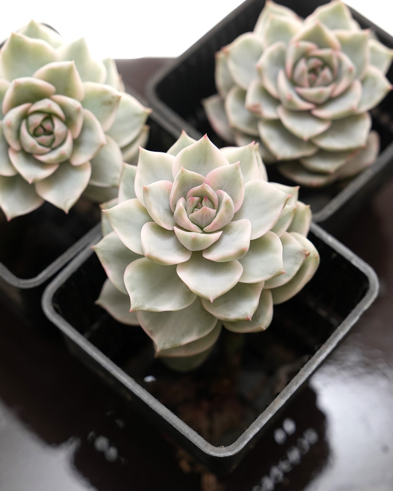 発根済カット苗 白牡丹錦 Graptoveria 'Hakubotan Variegated'