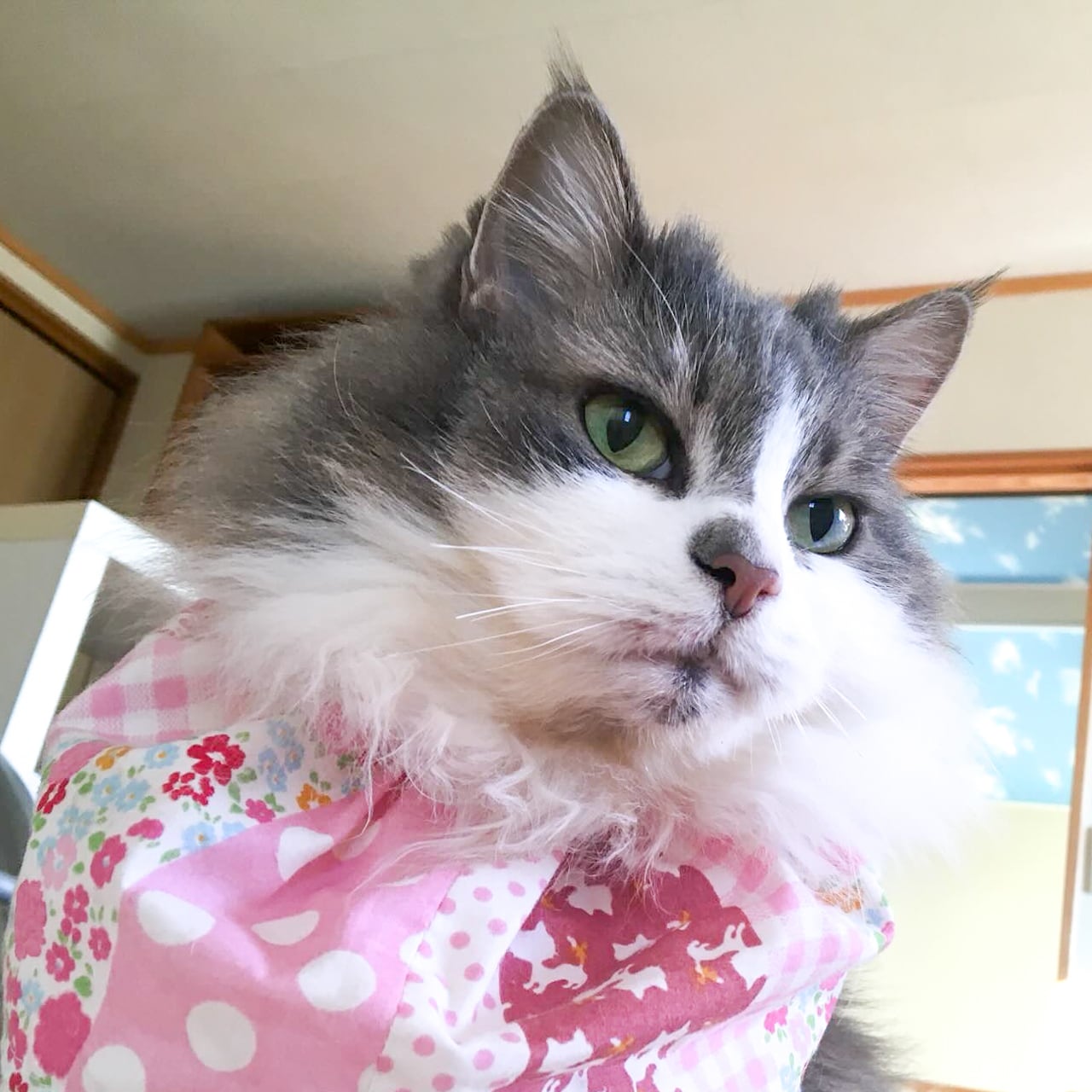 刺繍データ販売】ノルウェージャンフォレストキャット | コイトネコ