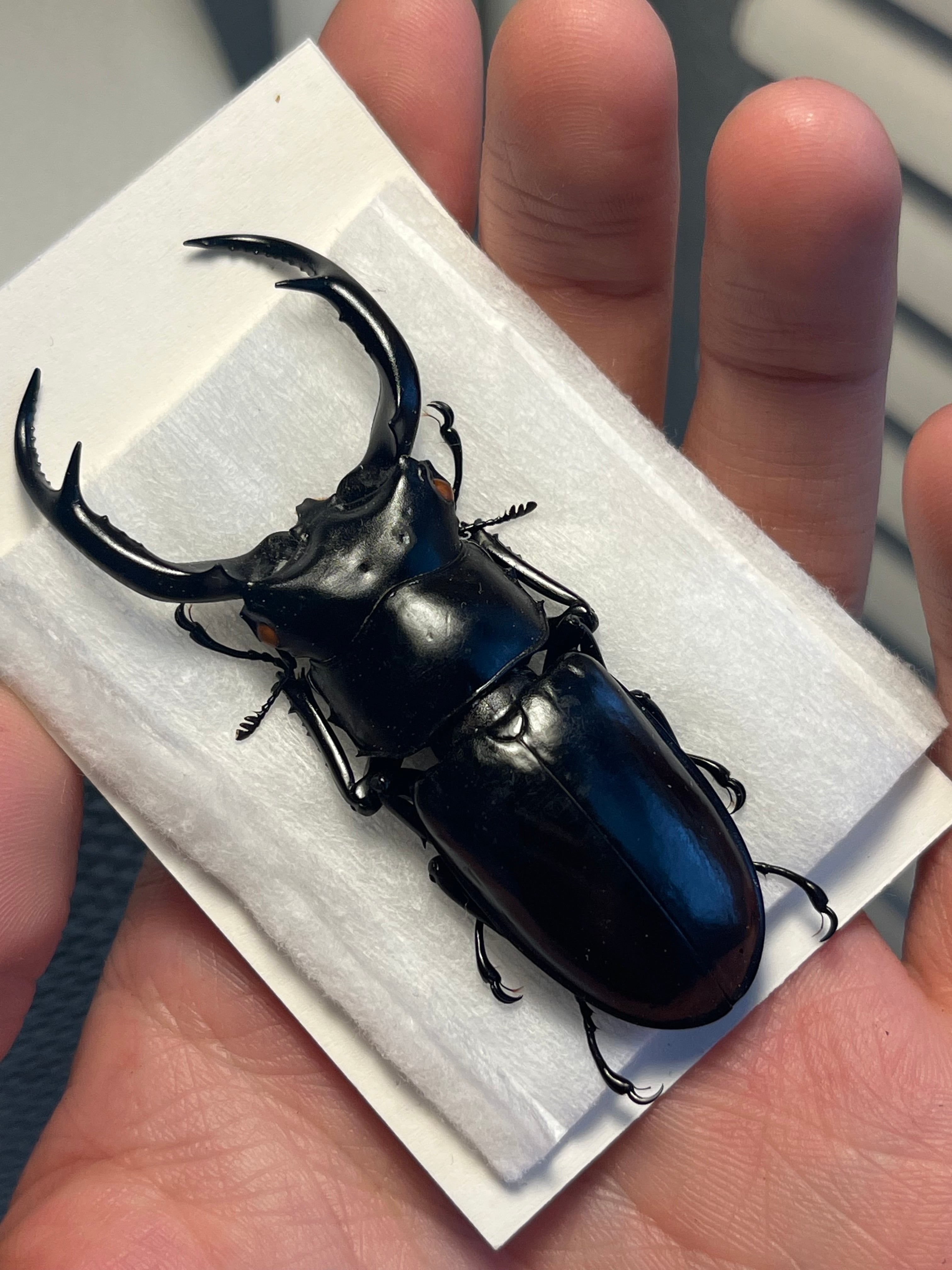 オモニキチュウ