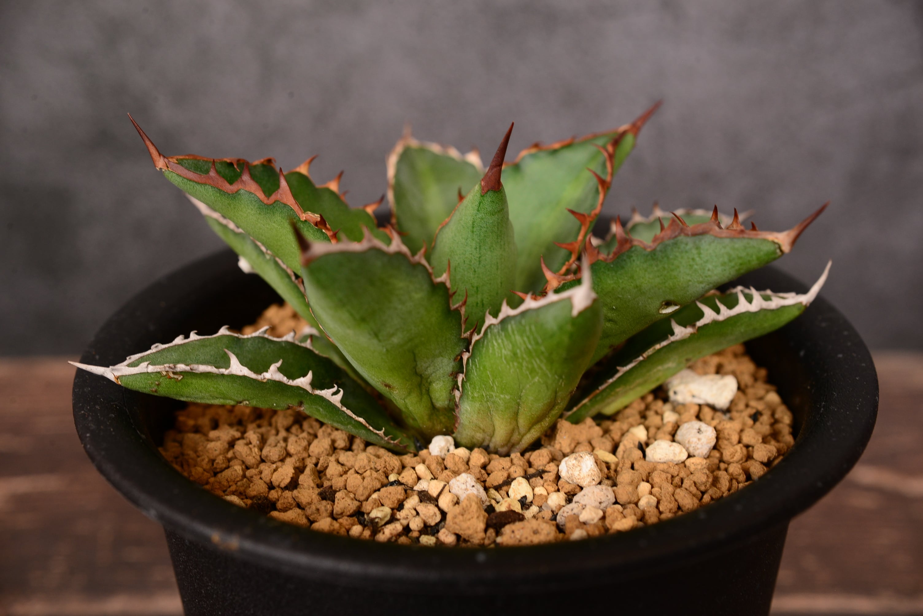 アガベ ホリダ ドワーフ | N collect plants