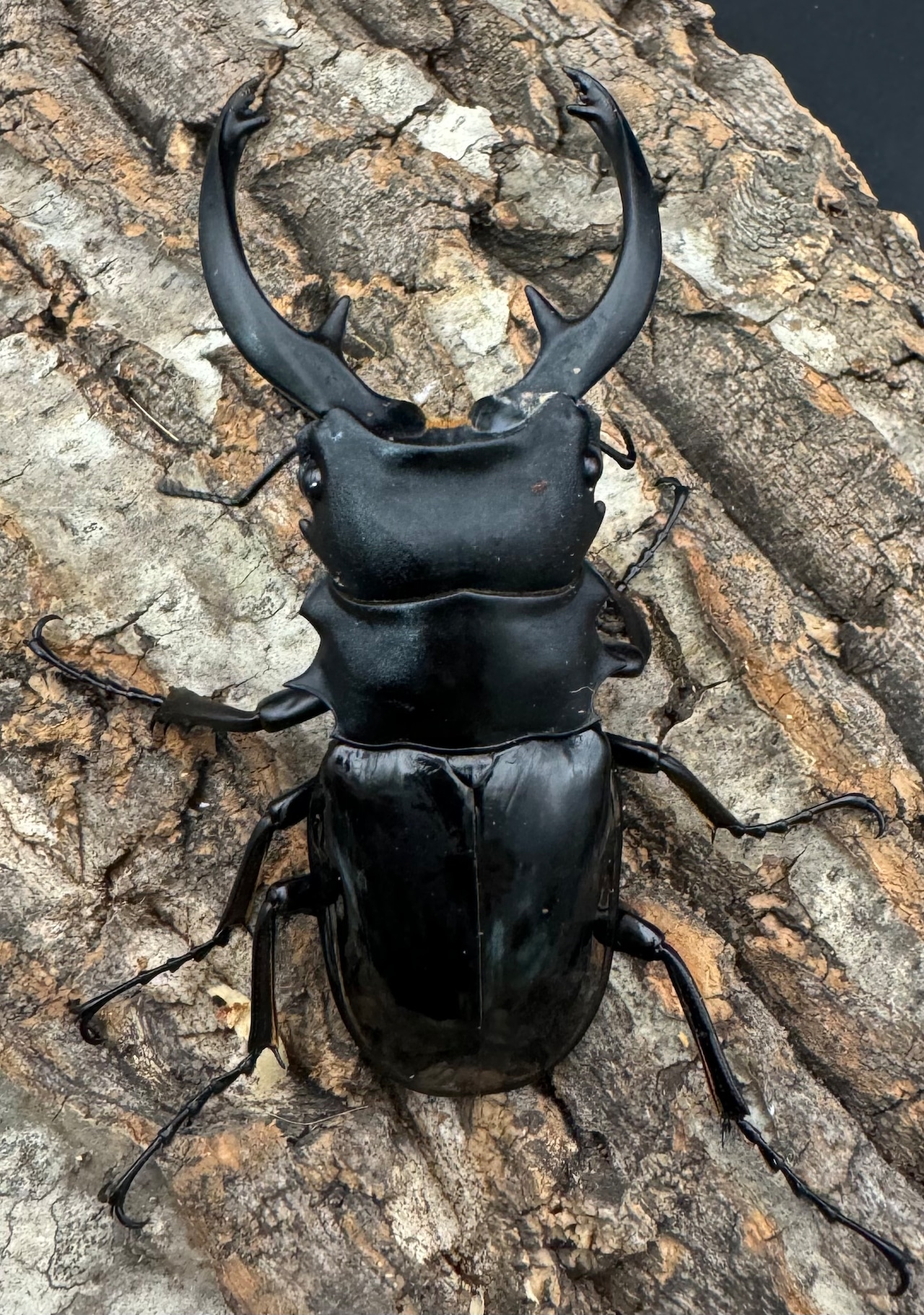 【WD】《インターメディアツヤクワガタ 84mm ペア》