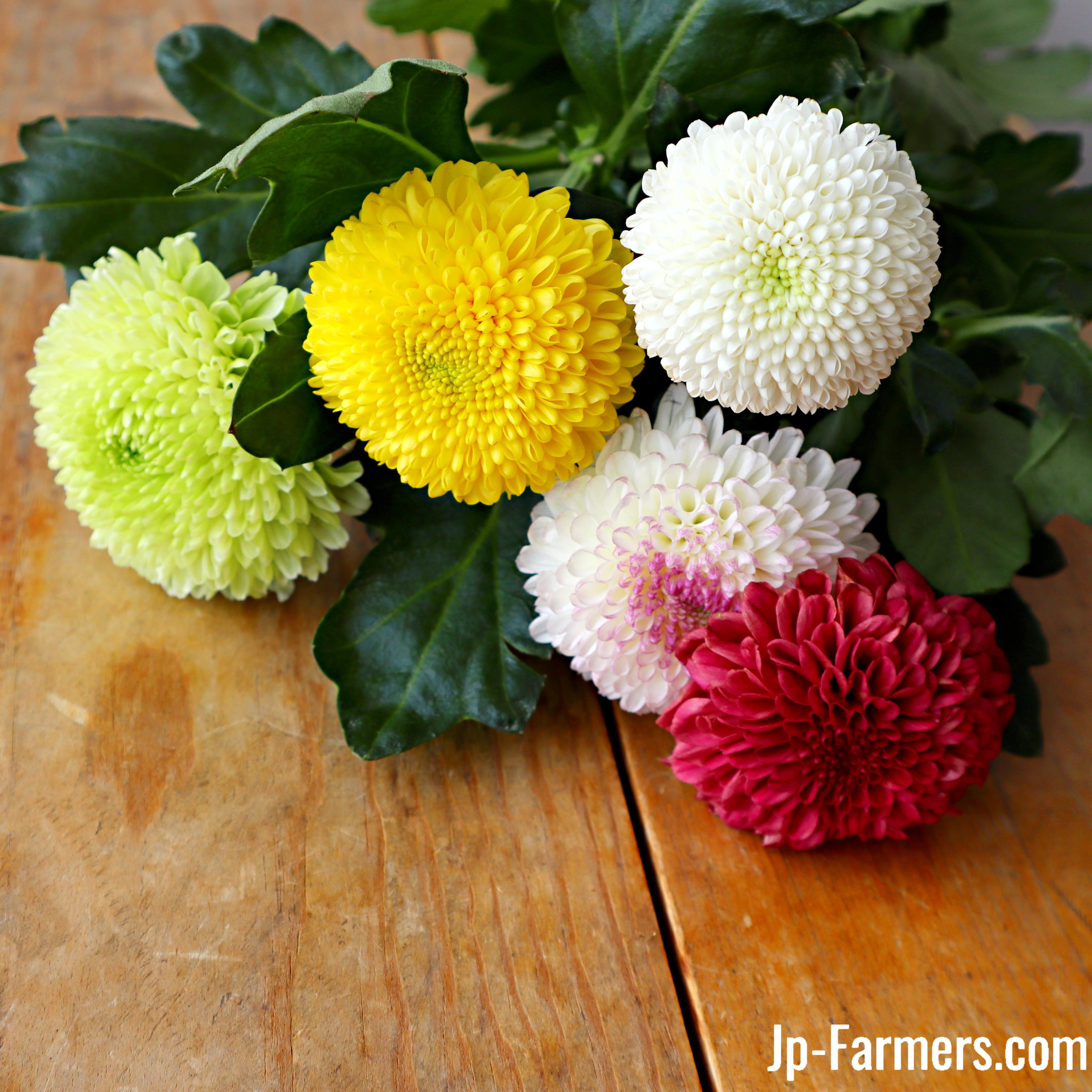 菊を飾ろう!! ピンポンマム アソート 10本 | 新鮮お花問屋 Jp-Farmers.com