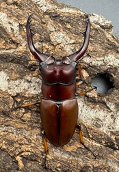 【WD】《アスタコイデスノコギリ65mm ペア》