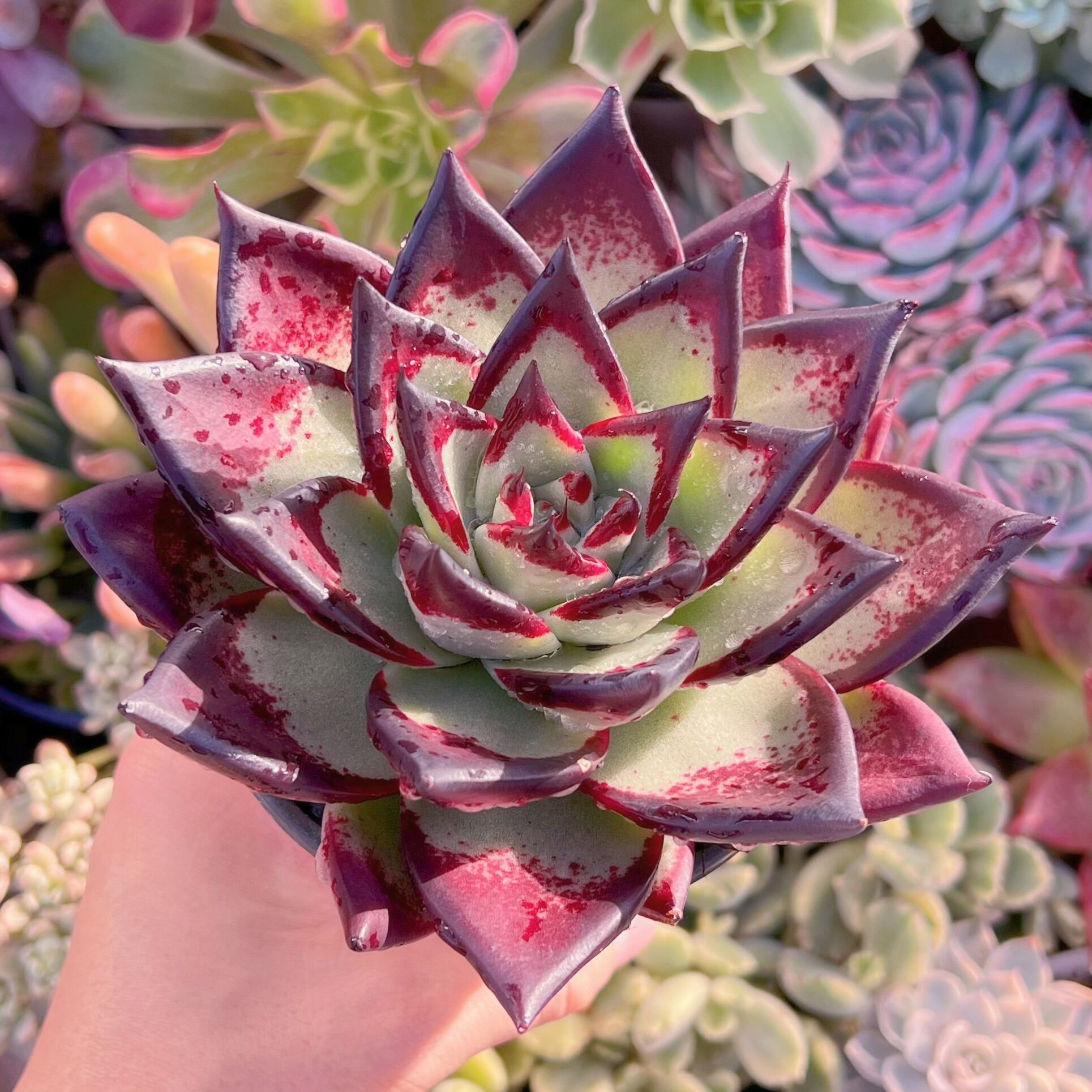 多肉植物 黒魔王 大苗 新入荷 るる農園 | るる農園~多肉植物専門