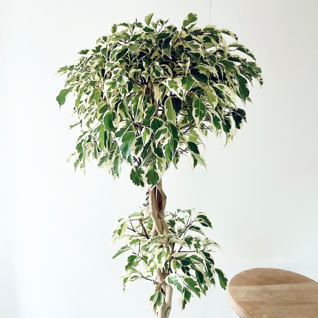 フィカス ベンジャミン スターライト ビューティークイーン 2玉造り・豪華4本編み込み｜限定品｜calm cafe