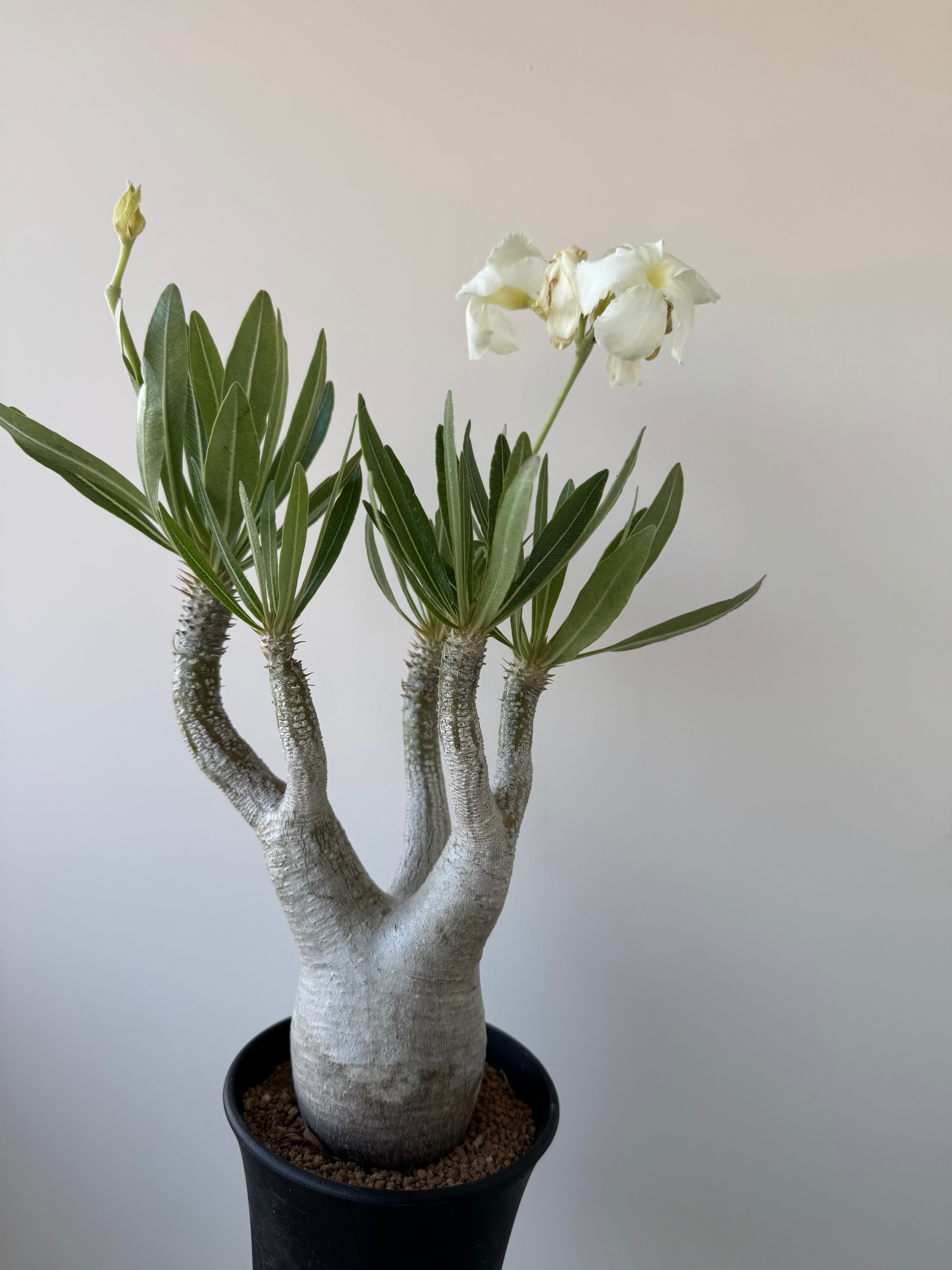 パキポディウム　イノピナツム　白肌 極上品】Pachypodium rosulatum var. inopinatum【白花咲かせる美しい