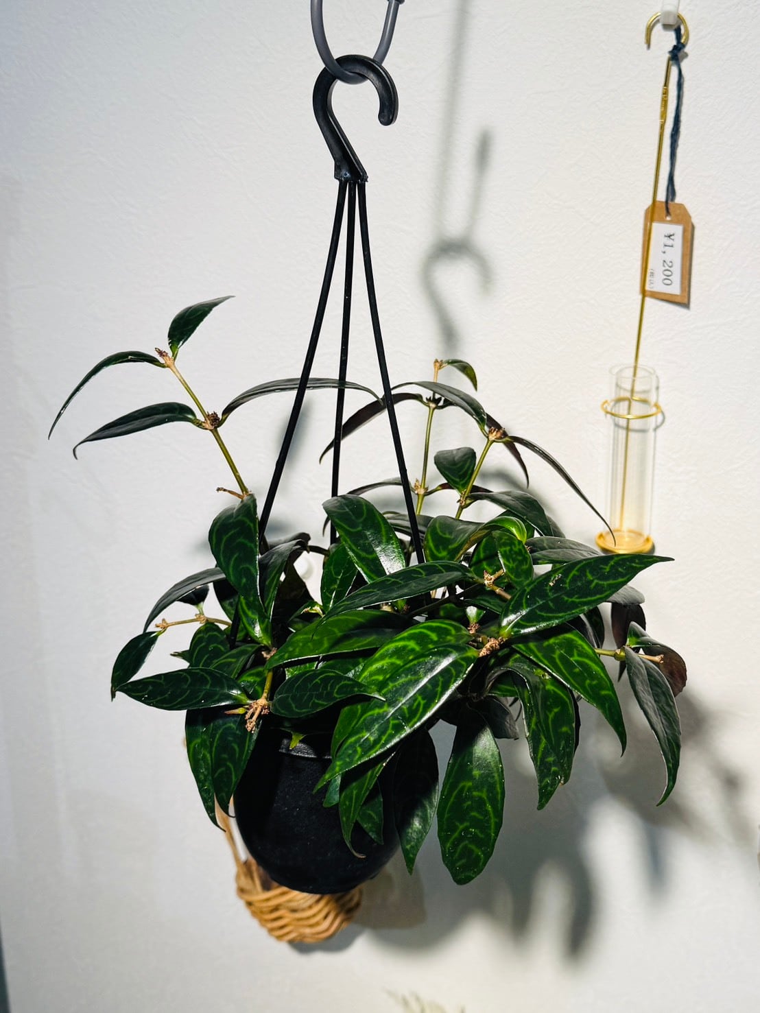 多肉植物 アエオニウム 黒銅壺錦 大苗 美苗 #黒2 | PAY ID