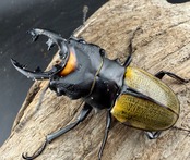 【WD】《スペクタビリスツヤクワガタ 64mm ペア》