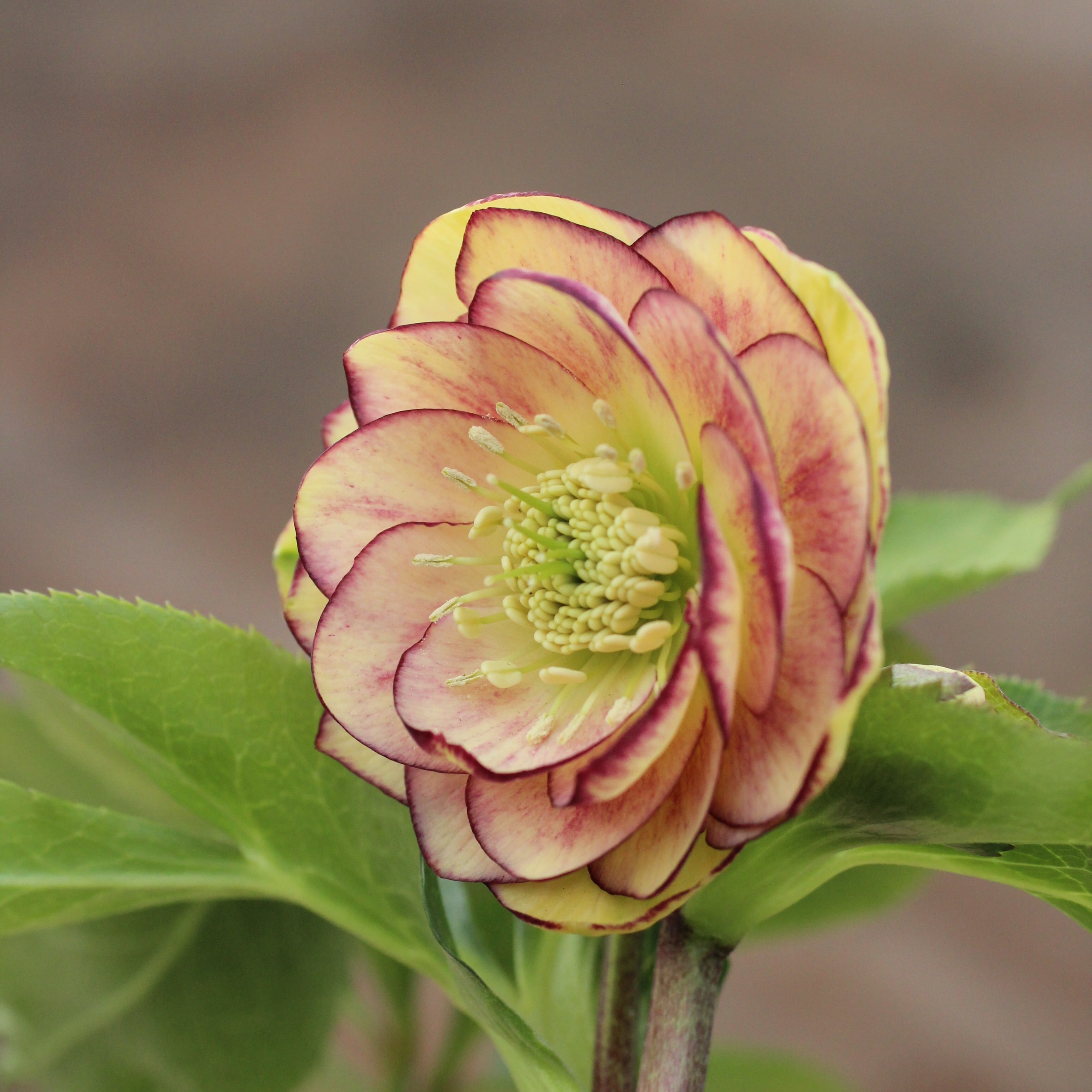 WS26-077 クリスマスローズ ウィンターシンフォニー イエローピンク