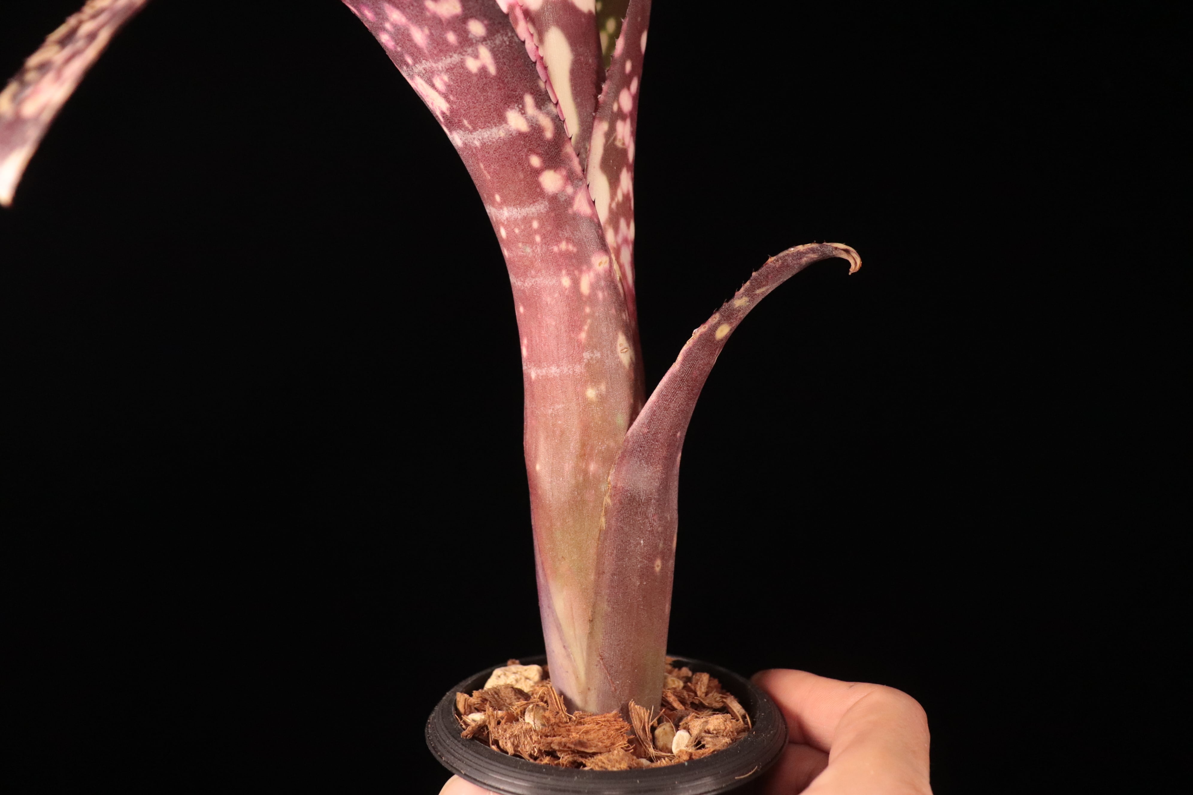 Billbergia 'Kawanas Panache'〔ビルベルギア〕B123-1 | plane plants