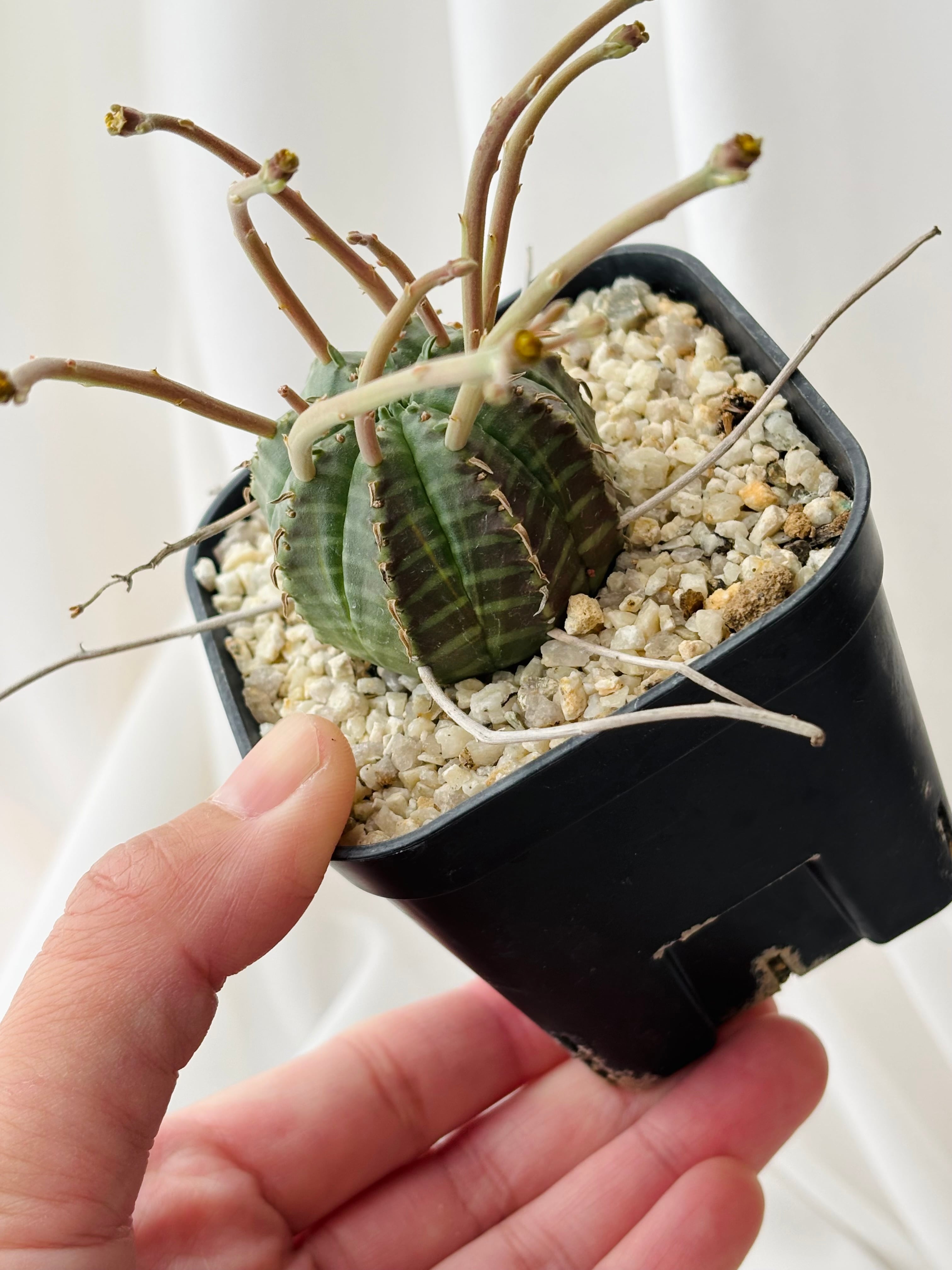 Euphorbia valida ユーフォルビア スーパーバリダ 多肉植物 | plants