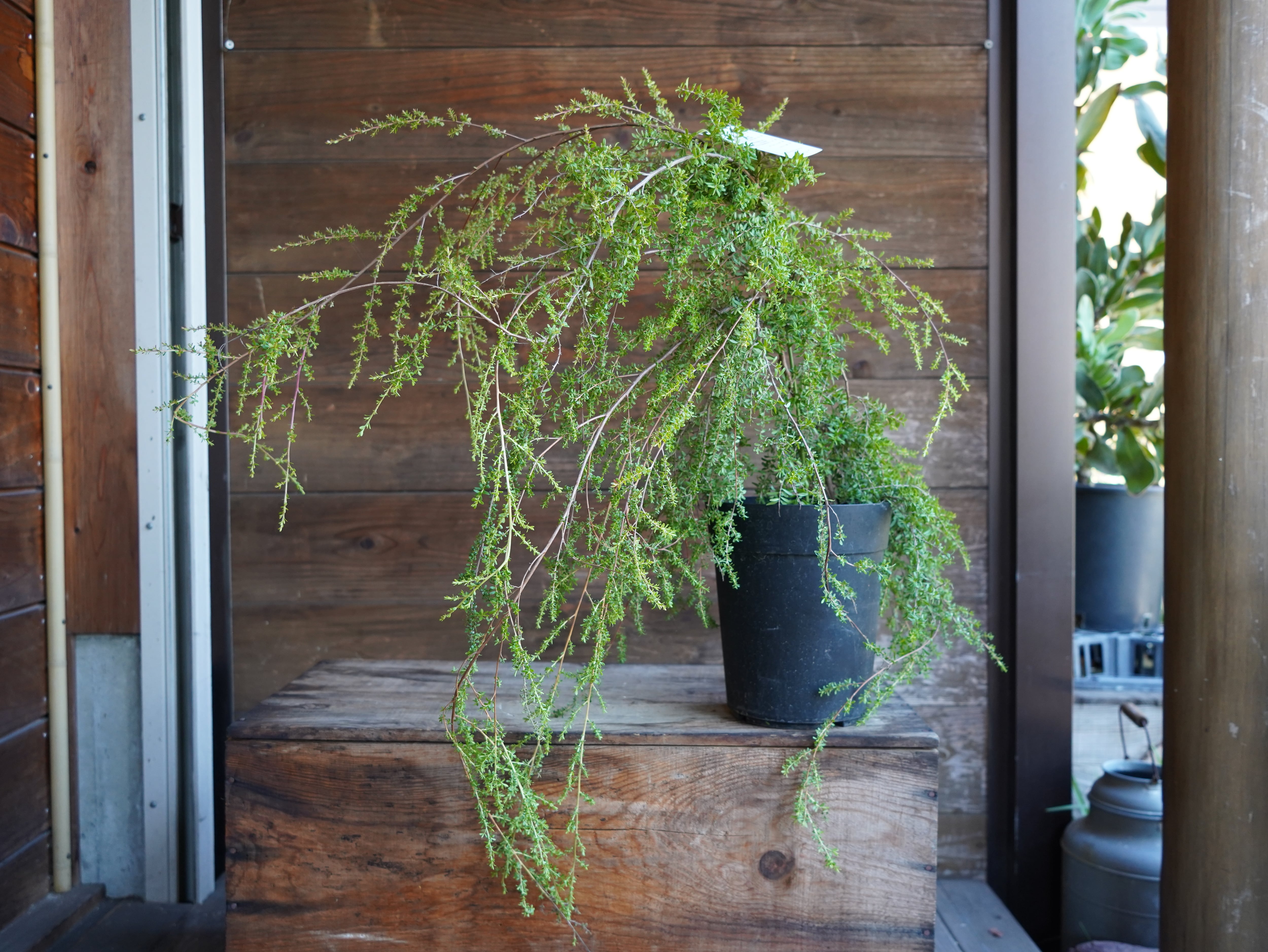 【現物】レプトスペルマム　”バーチカルドロップ”　A