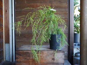 【現物】レプトスペルマム ”バーチカルドロップ” A