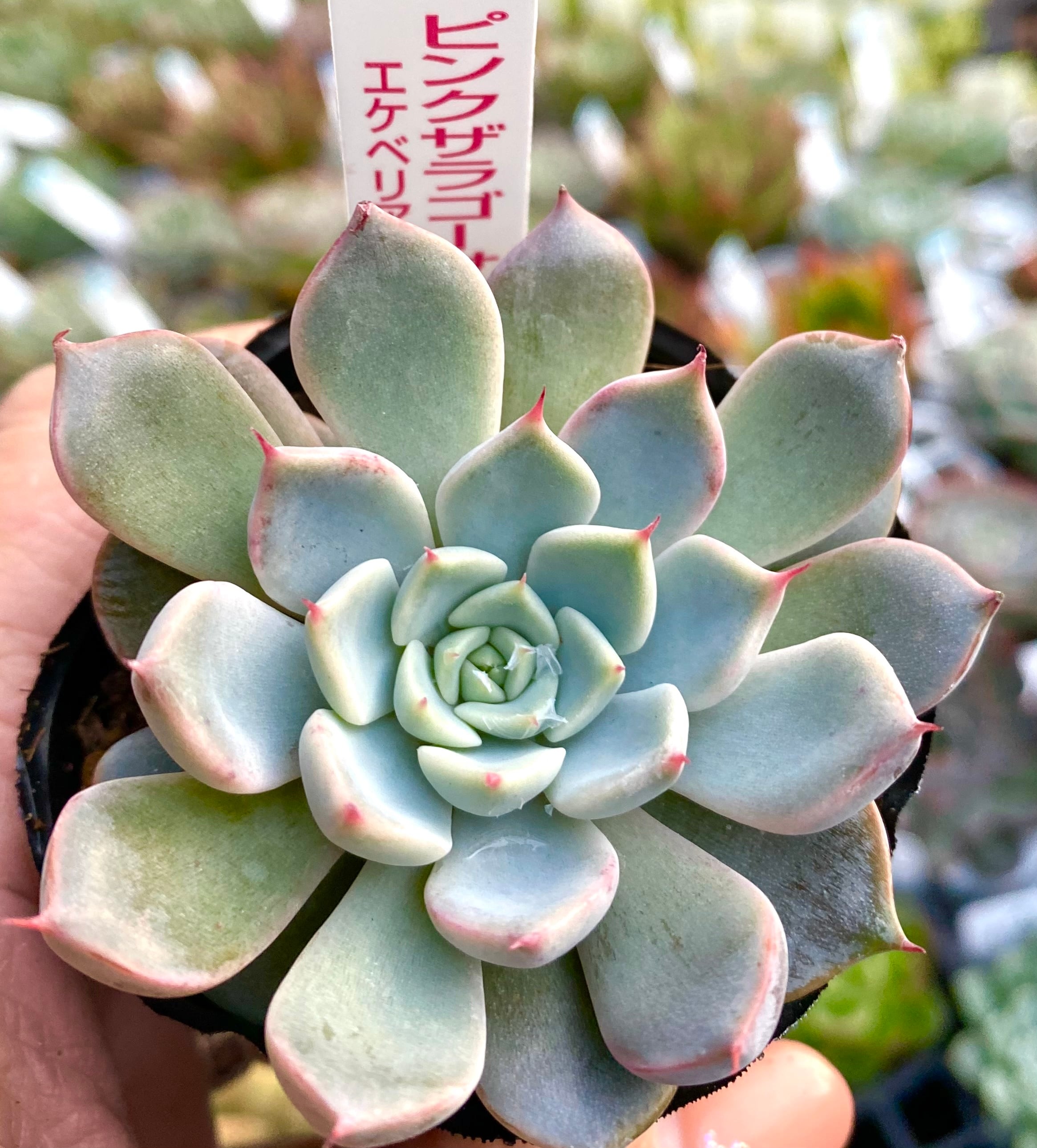 今だけ！イベリアエルモサ　鮮やかなピンクに白＆ランダム水玉のマチとフリルで豪華！ 多肉植物】 エケベリア 『ピンクザラコーサ』 【はなちゃんの多肉