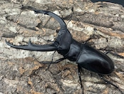 【WD】《マンディブラリスフタマタ 101.5mm ペア》