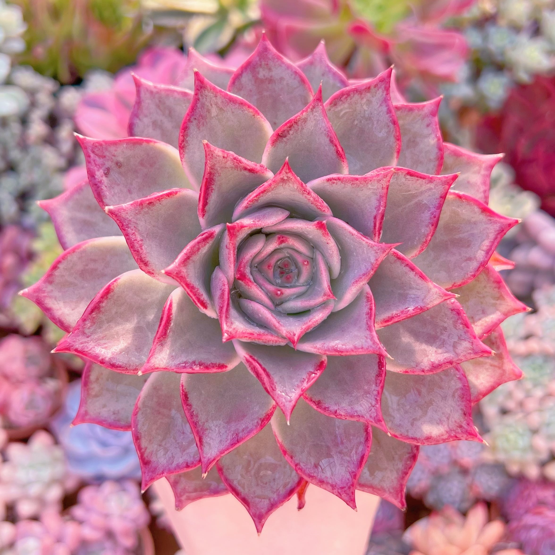 現品　ゲラン#277　新入荷　るる農園