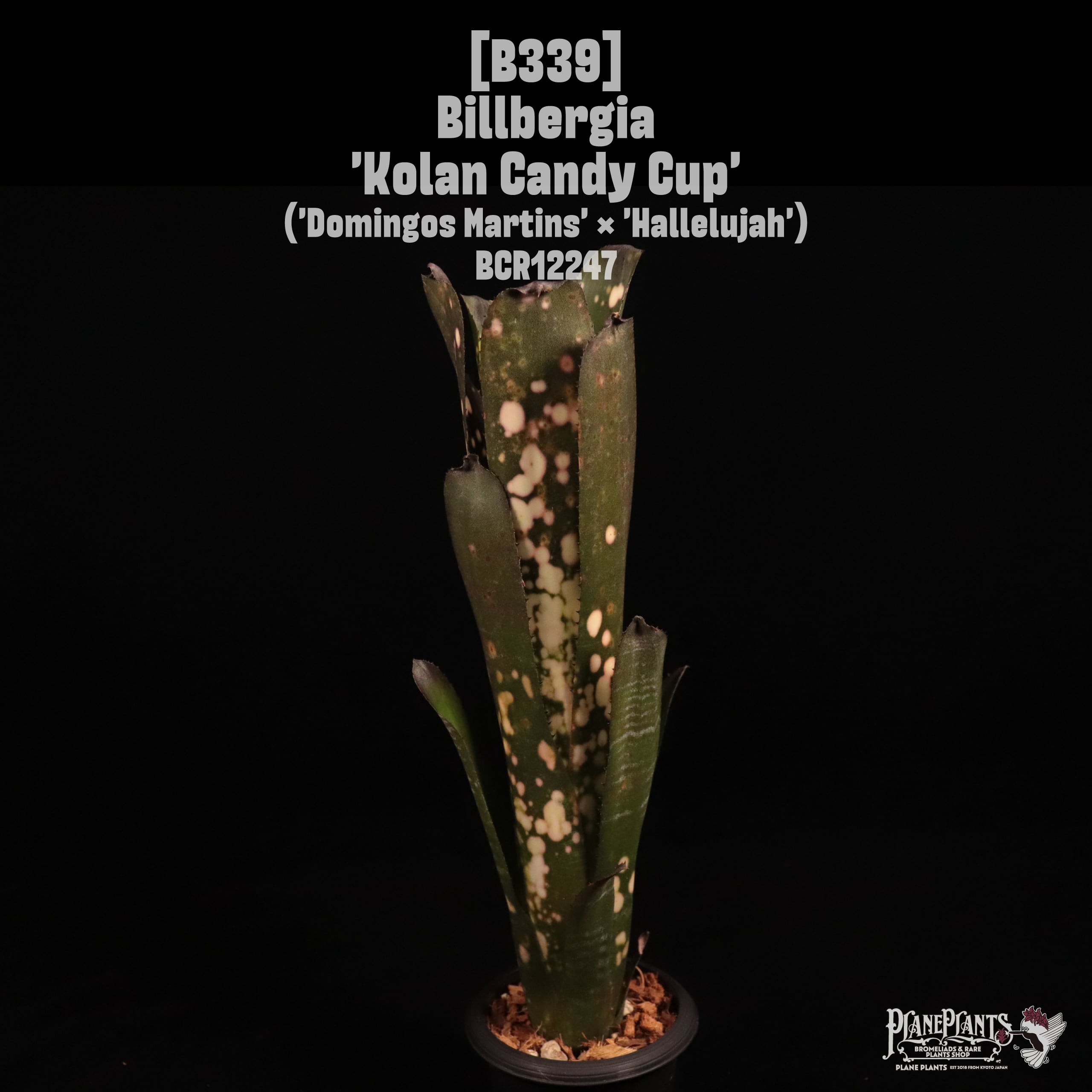 送料無料】Billbergia 'Kolan Crisp'〔ビルベルギア〕現品発送B0068