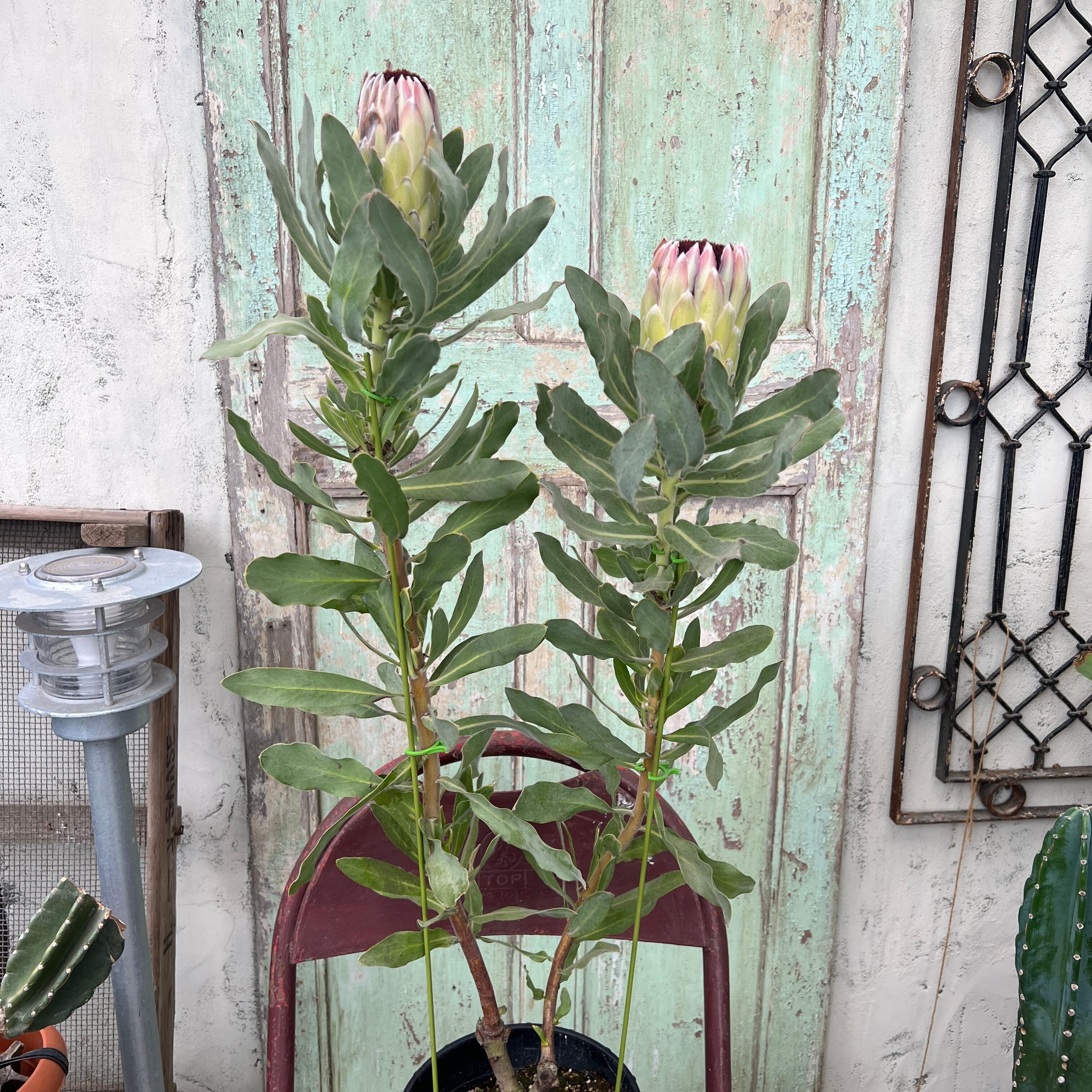 プロテア オーストラリスパッション（2F） | 沼ノ上農園