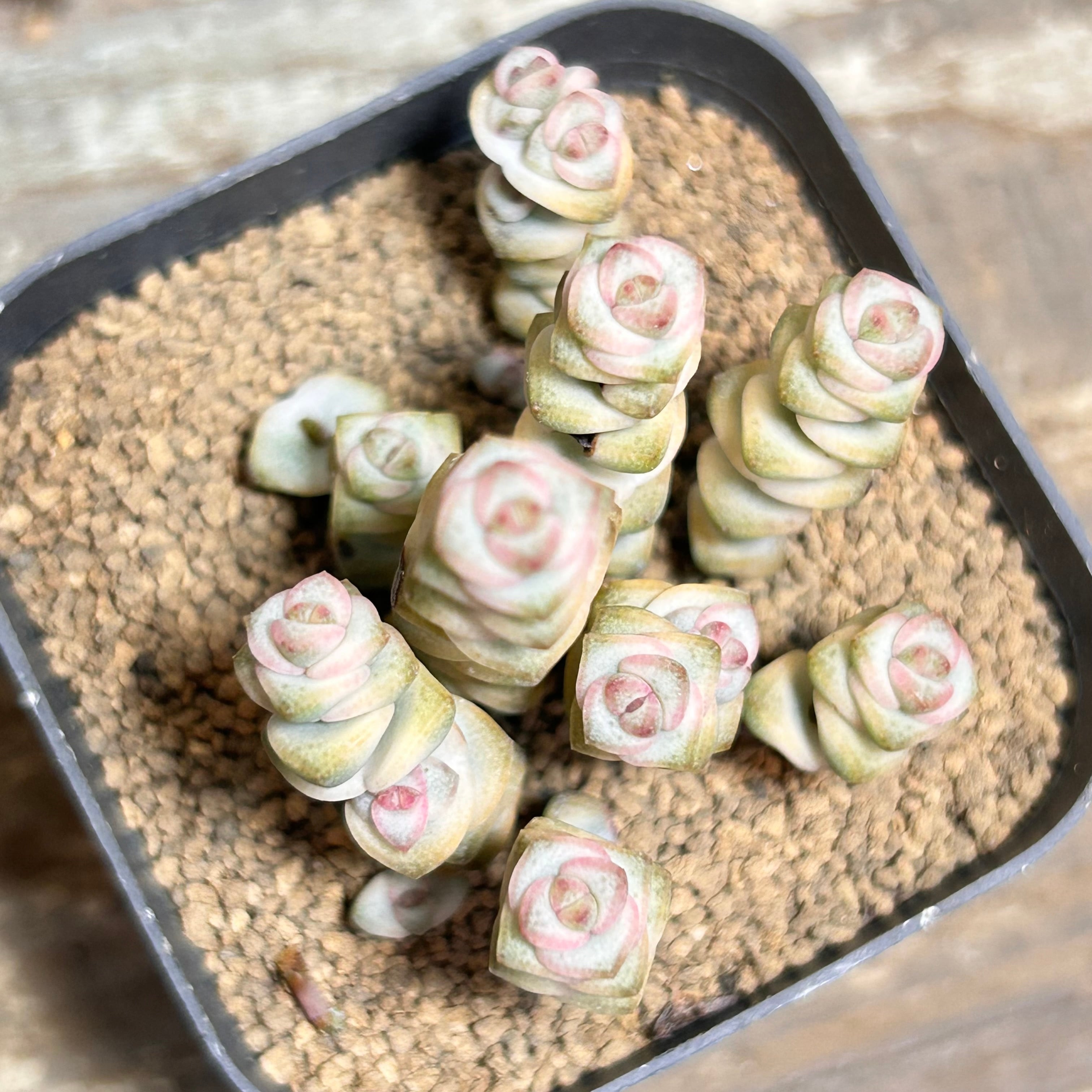 T) レッドレンズ オブツーサ錦 ハオルチア | RuPo 多肉植物専門店