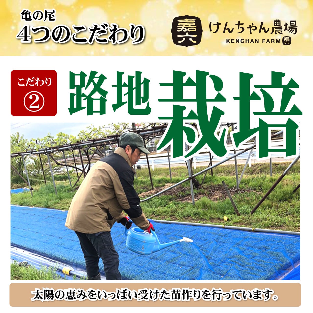 Online　亀の尾　自然栽培米　10kg　(けんちゃん農場)　無肥料　玄米　ま～ちゃん　白米　自然米　無農薬　古代米　自然ファーム　Shop