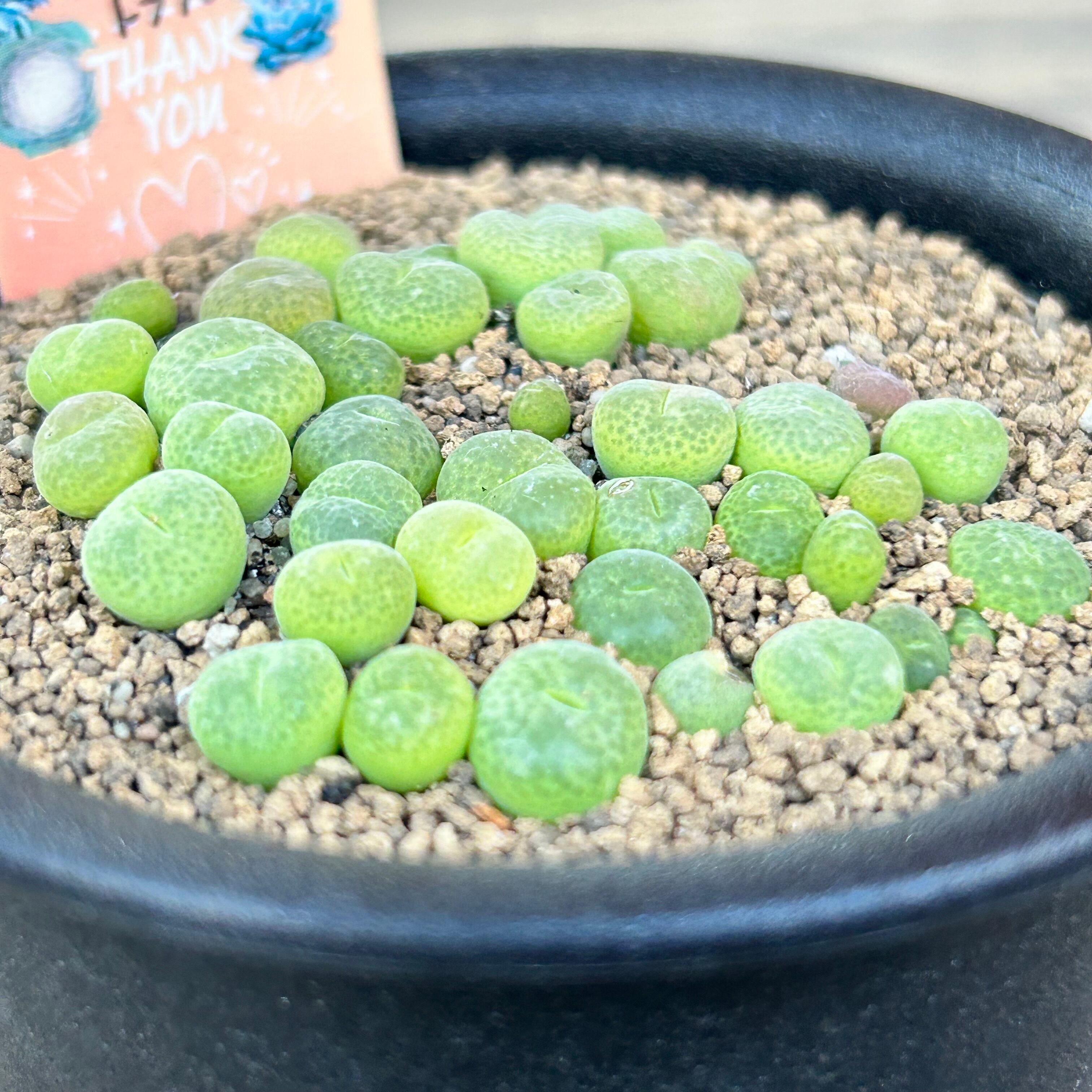 サブフェネス トラツム コノフィツム | RuPo 多肉植物専門店