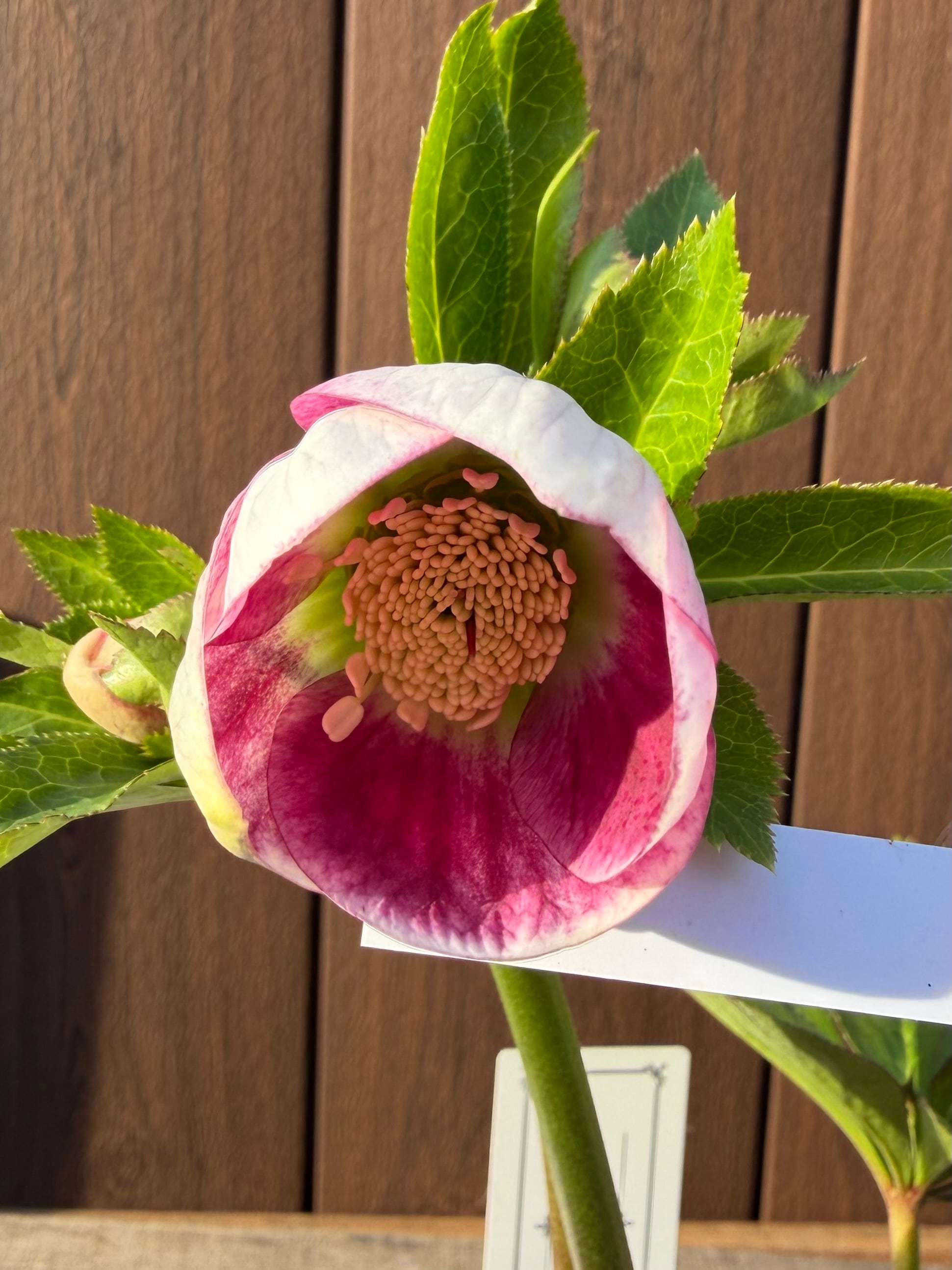 パステリッシュストレイン 大和園 クリスマスローズ【Ya03】送料無料