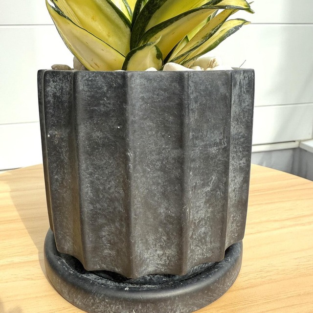 サンスベリア・ゴールデン・ハニー