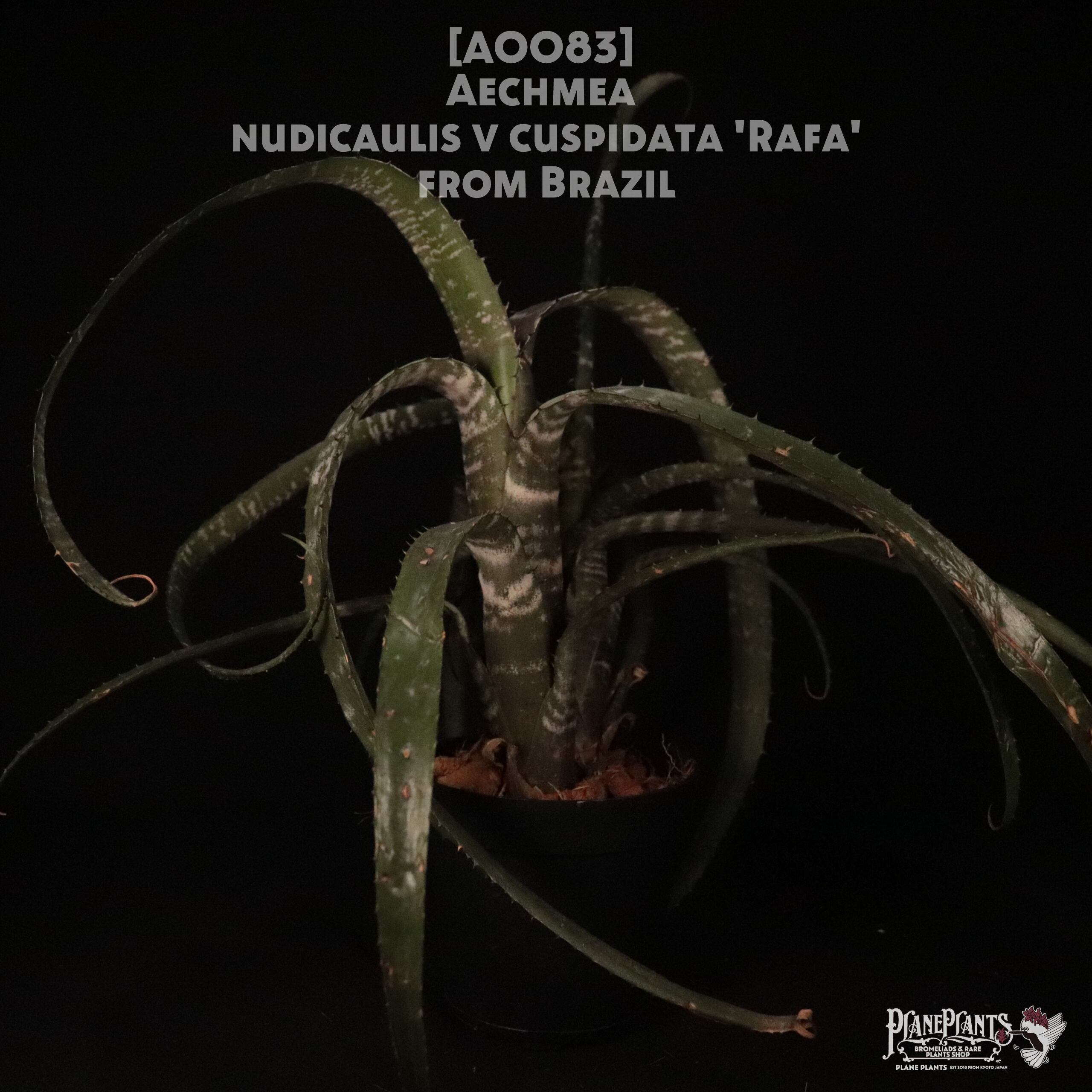 送料無料】Aechmea nudicaulis v. cuspidata 'Rafa'〔エクメア