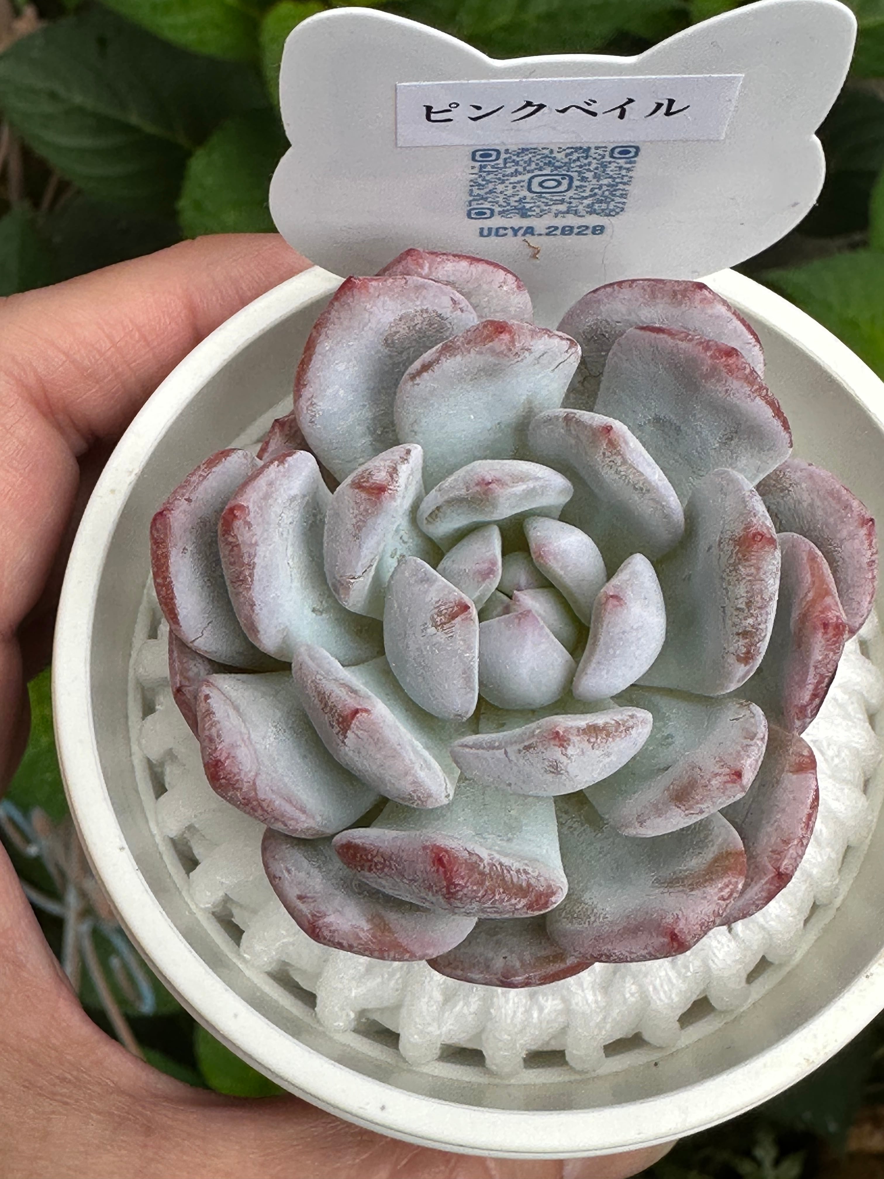 多肉植物 アエオニウム レア 孔雀白錦 美苗 #孔3 | PAY ID