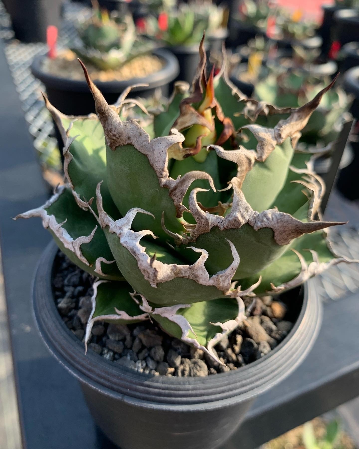 Agave Titanota “Caesar”凱撒 シーザー 子株 発根済 | Plants by THE