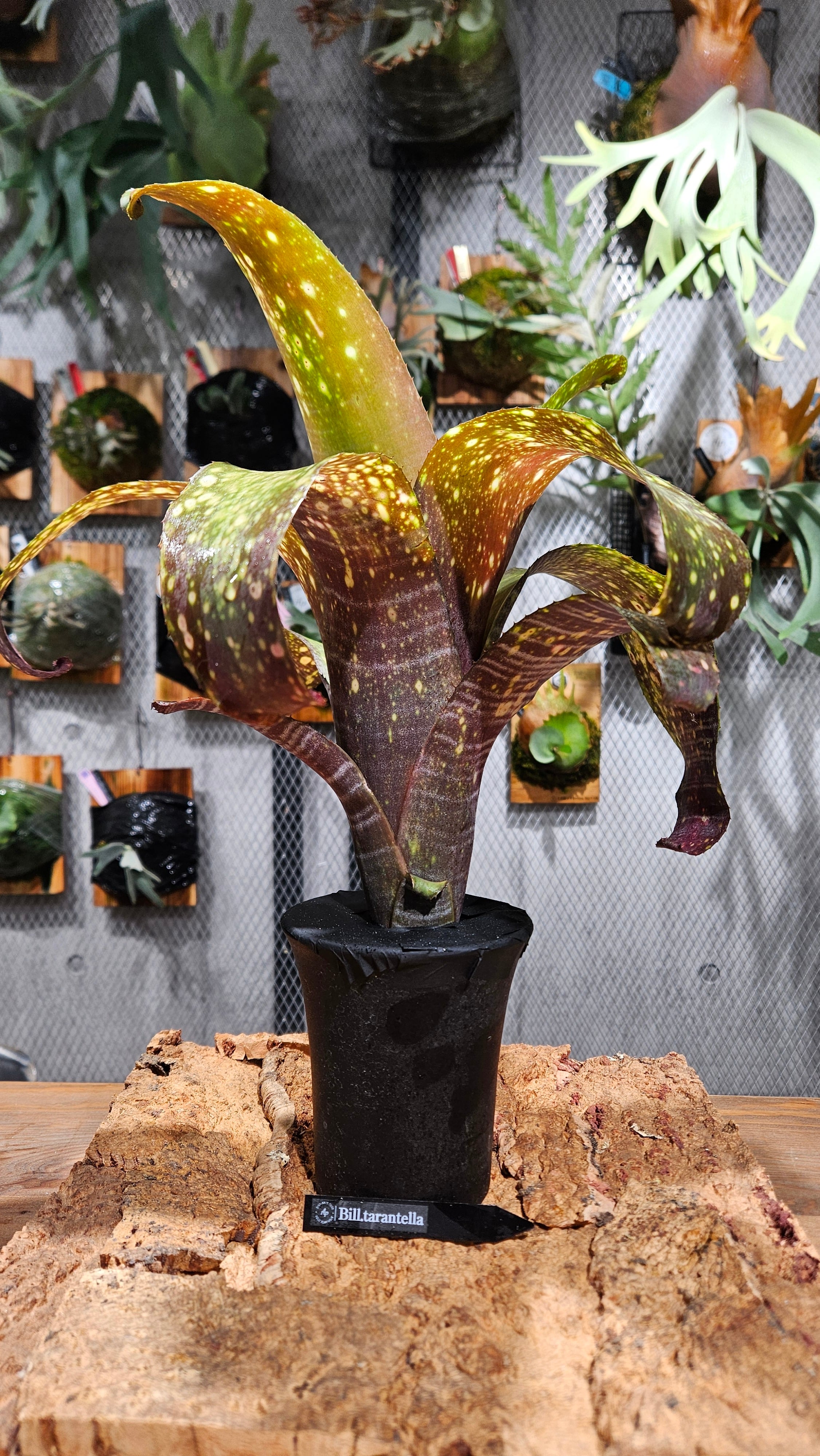 Billbergia. Tarantella【artPLANTs/PLANTSGARAGE 】タンクブロメリア