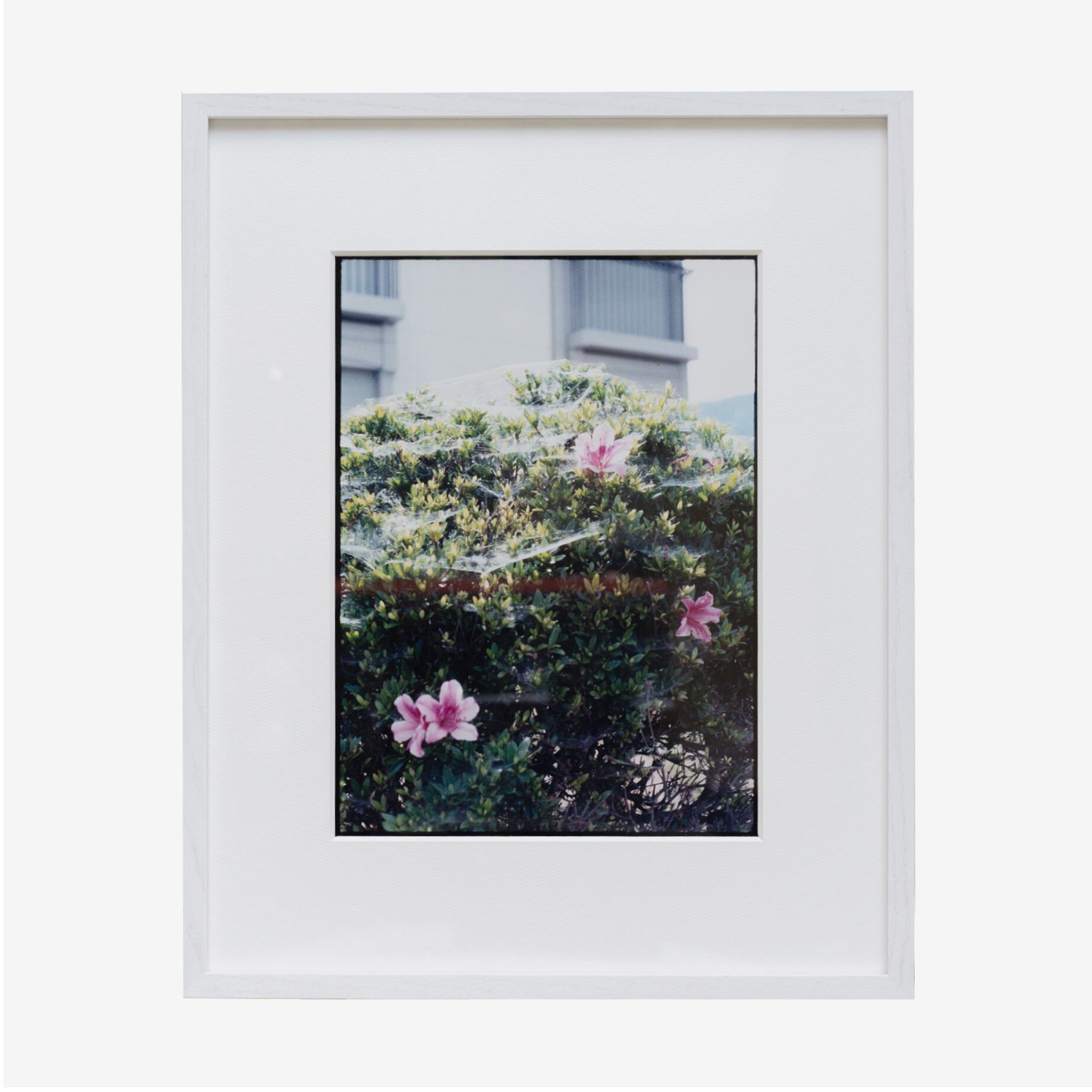 Waver / 井上みなみ