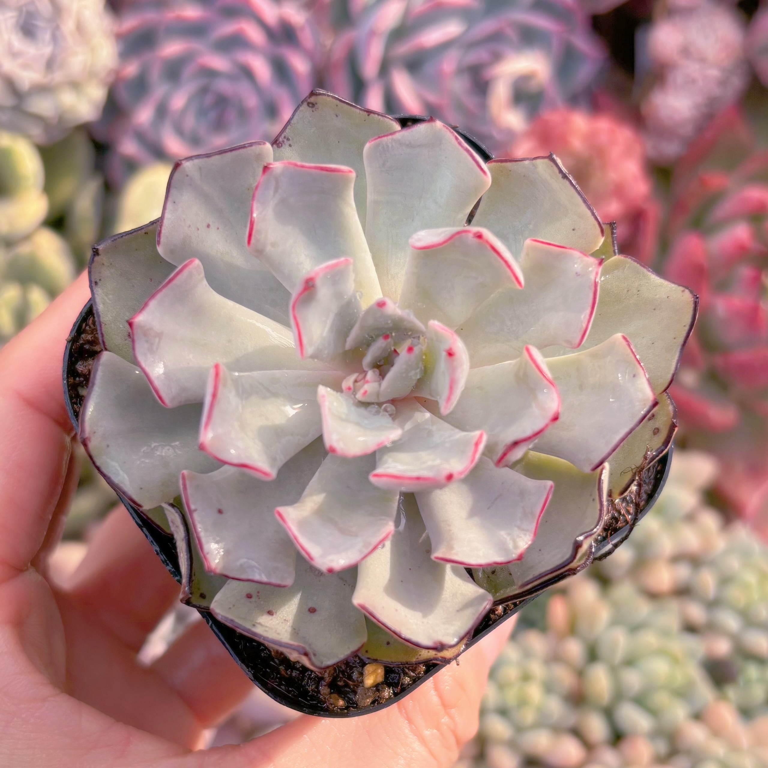 現品　ストリクチフローラ#060　るる農園