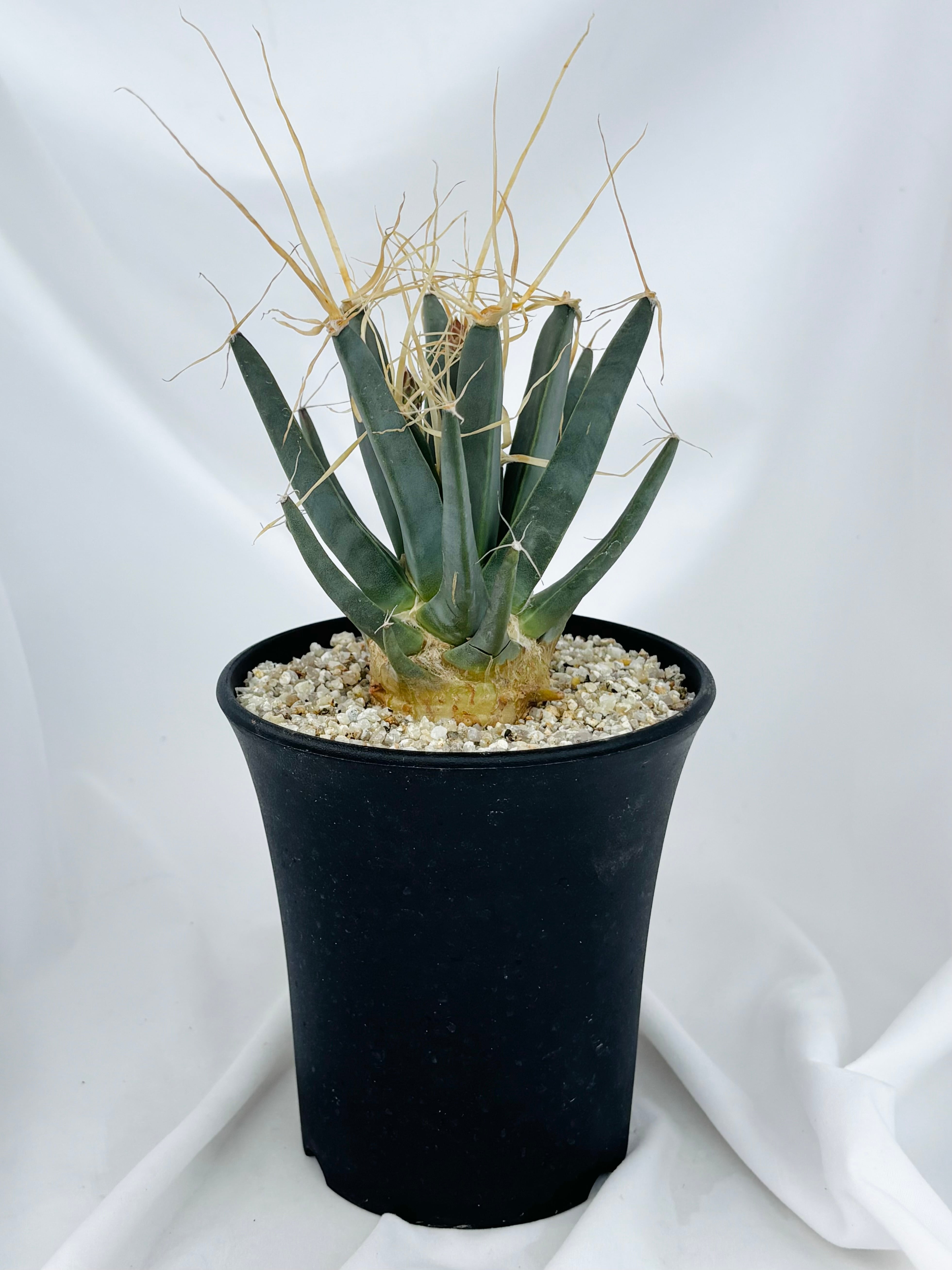 Leuchtenbergia principis レウクテンベルギア 晃山 サボテン | plants