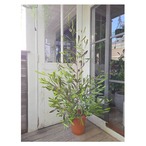 Dodonaea viscosa 'Purprea'