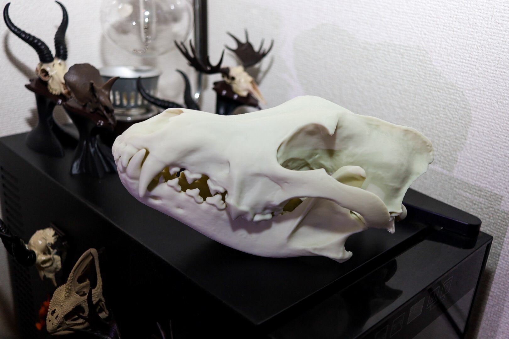 タイリクオオカミ原寸大頭骨模型 | 生き物グッズ屋〈4C-UNIT〉